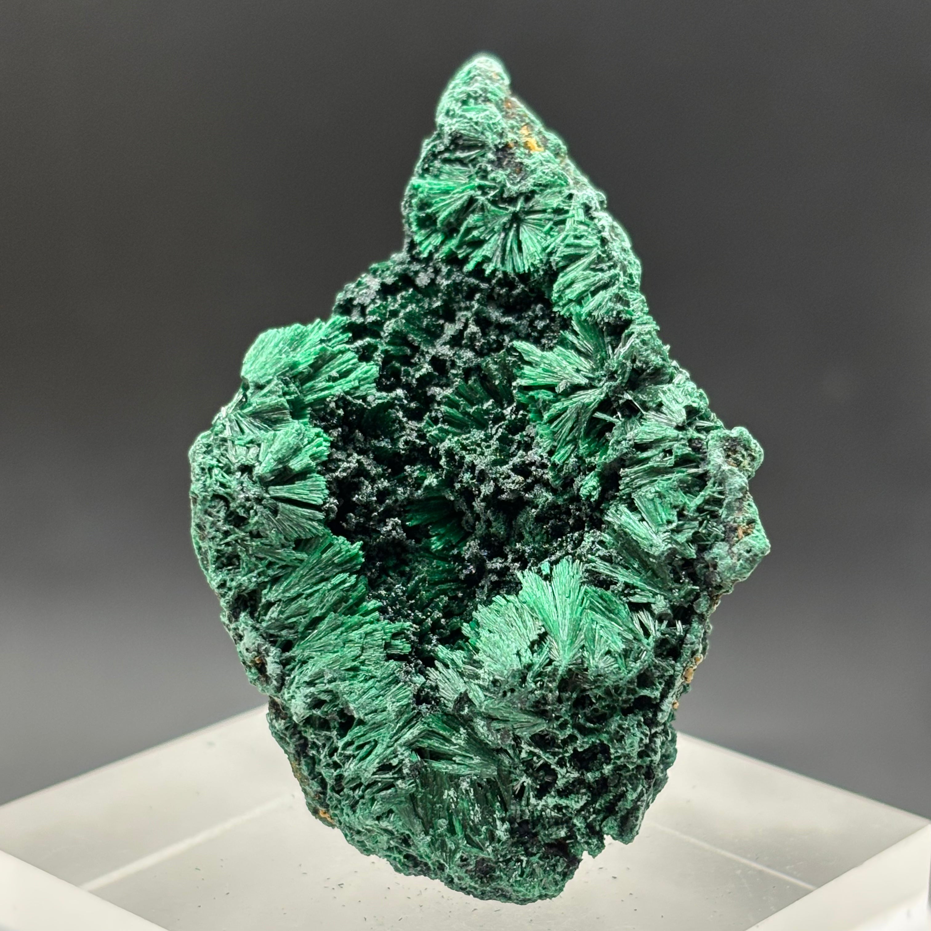 Emperor Malachite - 148