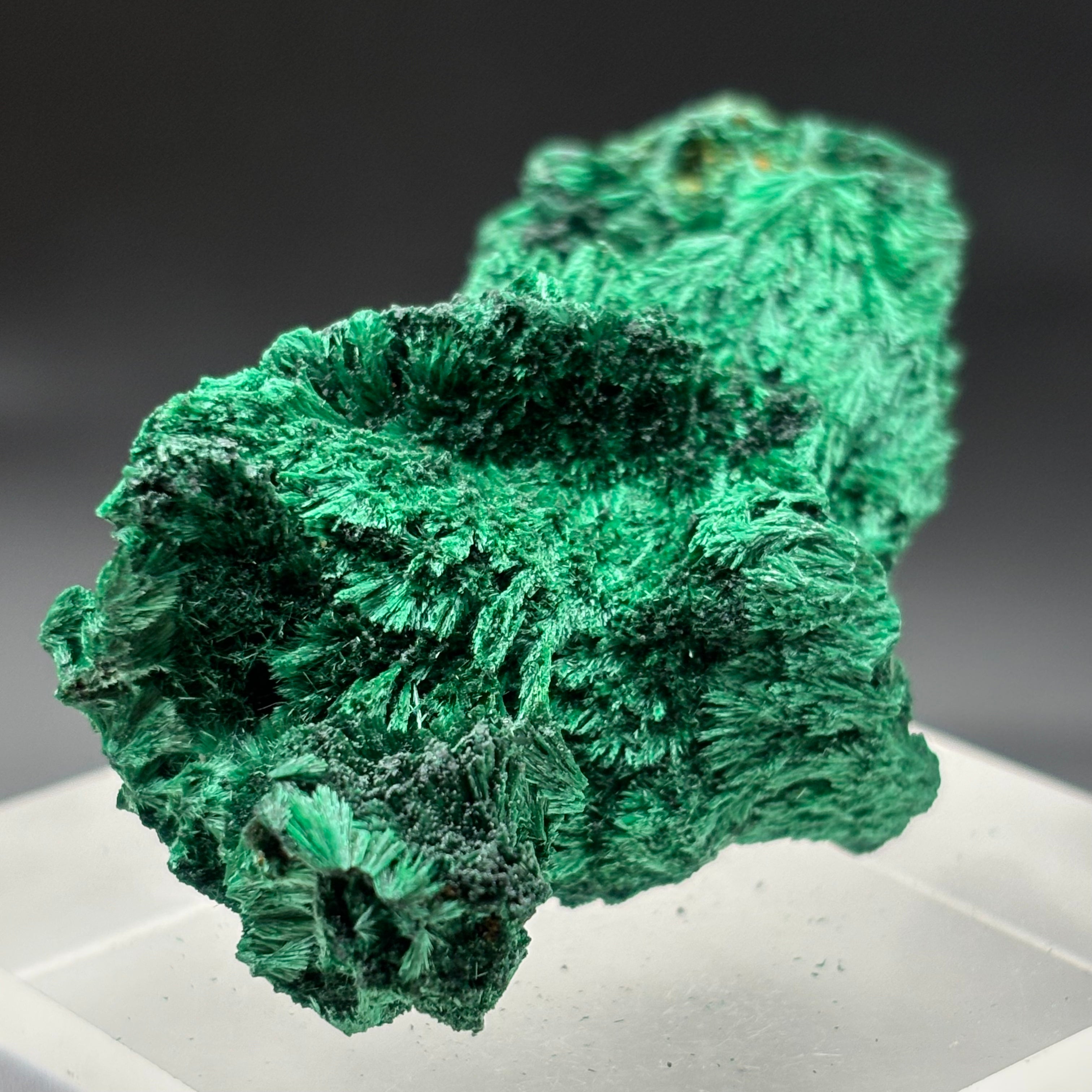 Emperor Malachite - 149