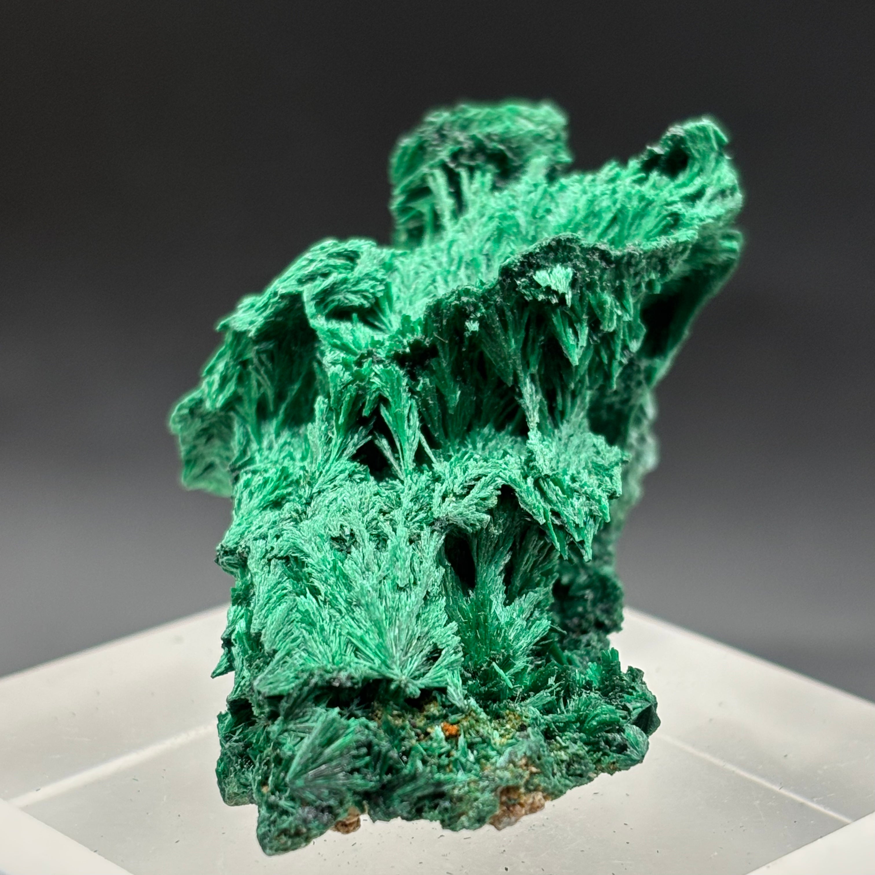 Emperor Malachite - 149
