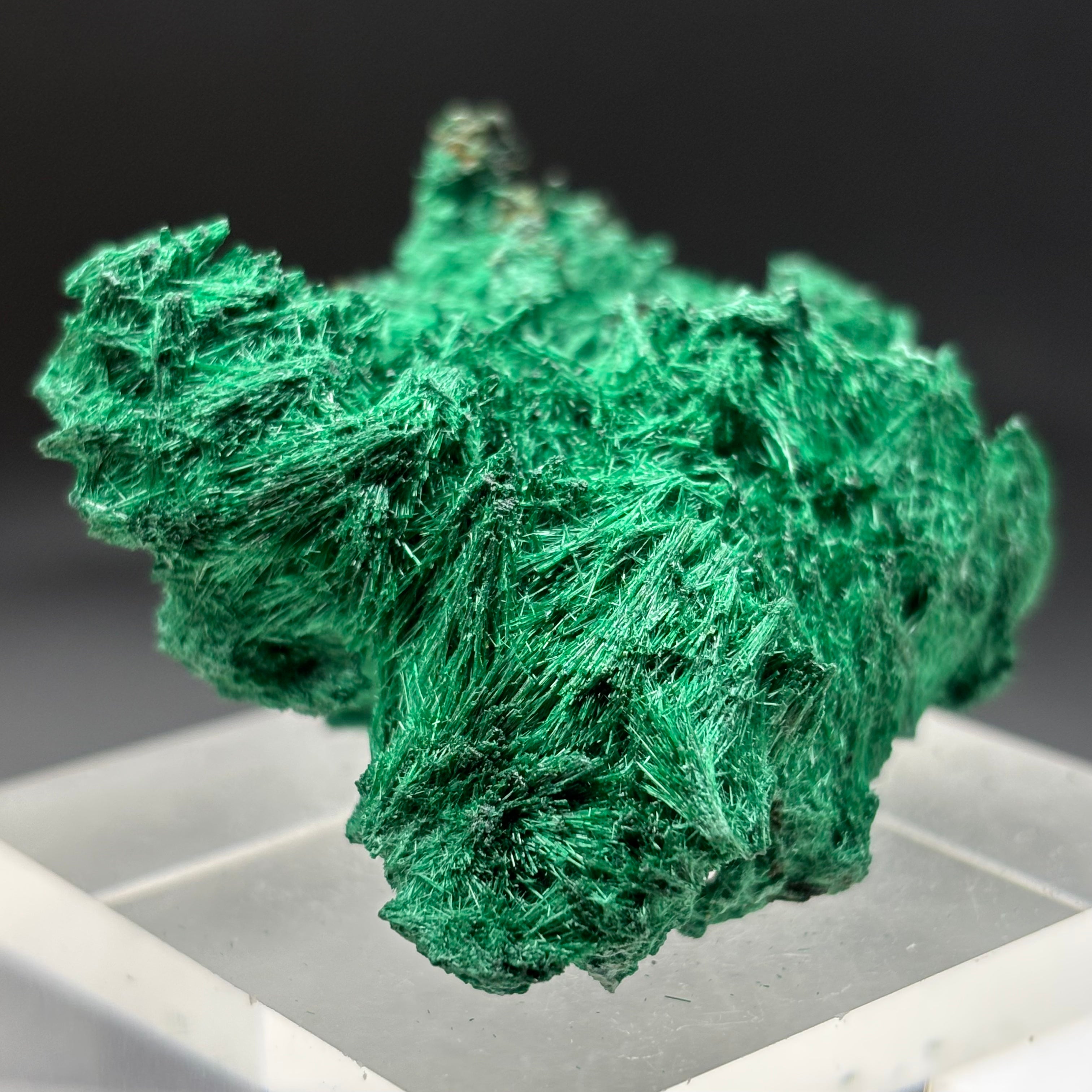 Emperor Malachite - 150