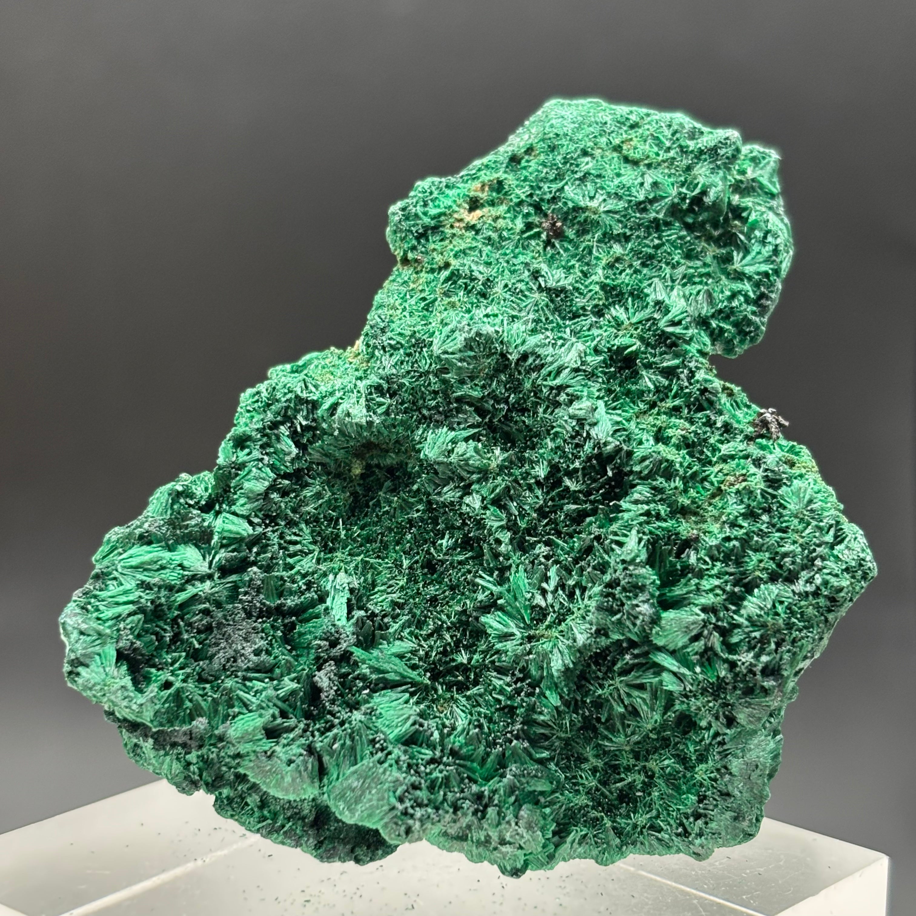 Emperor Malachite - 152
