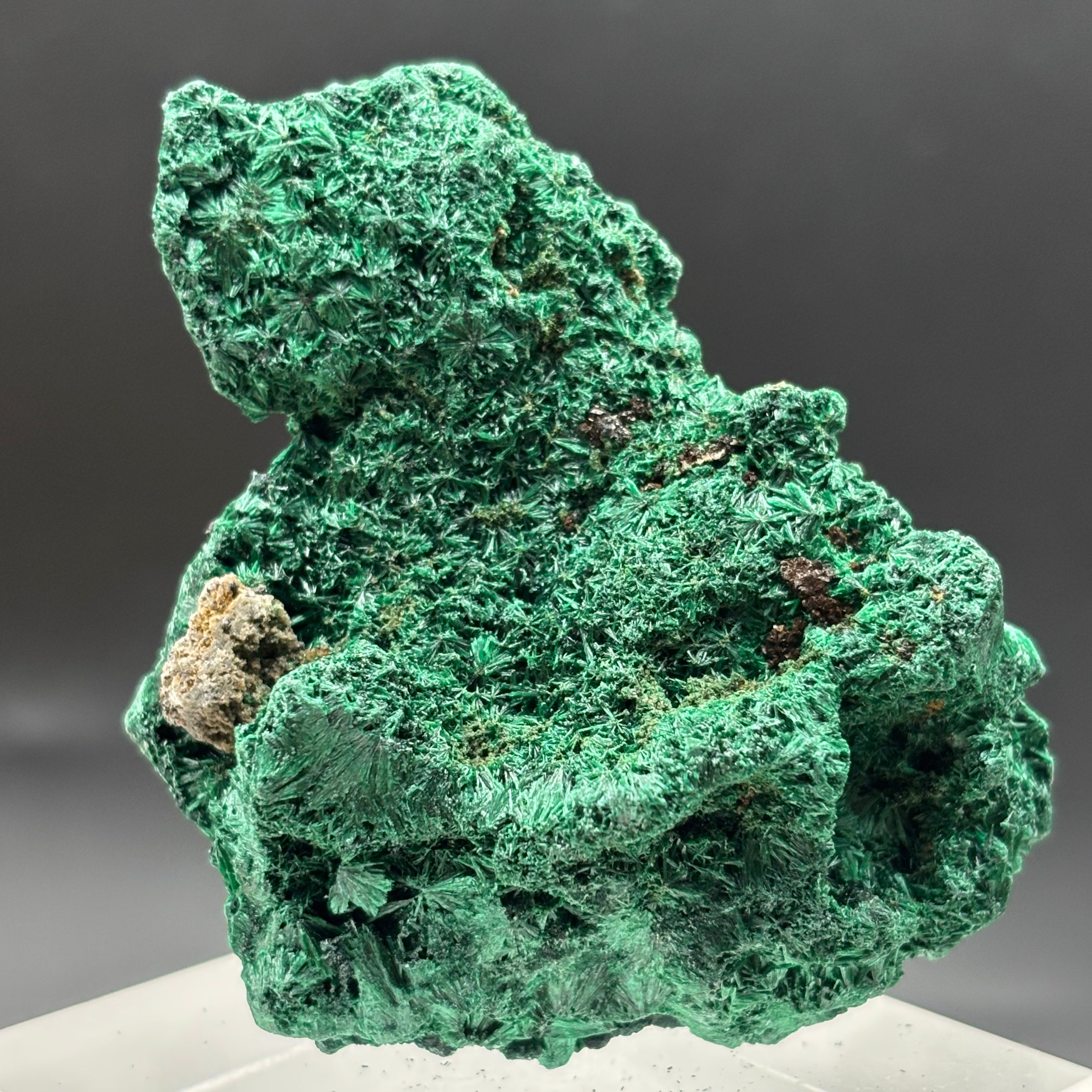 Emperor Malachite - 152