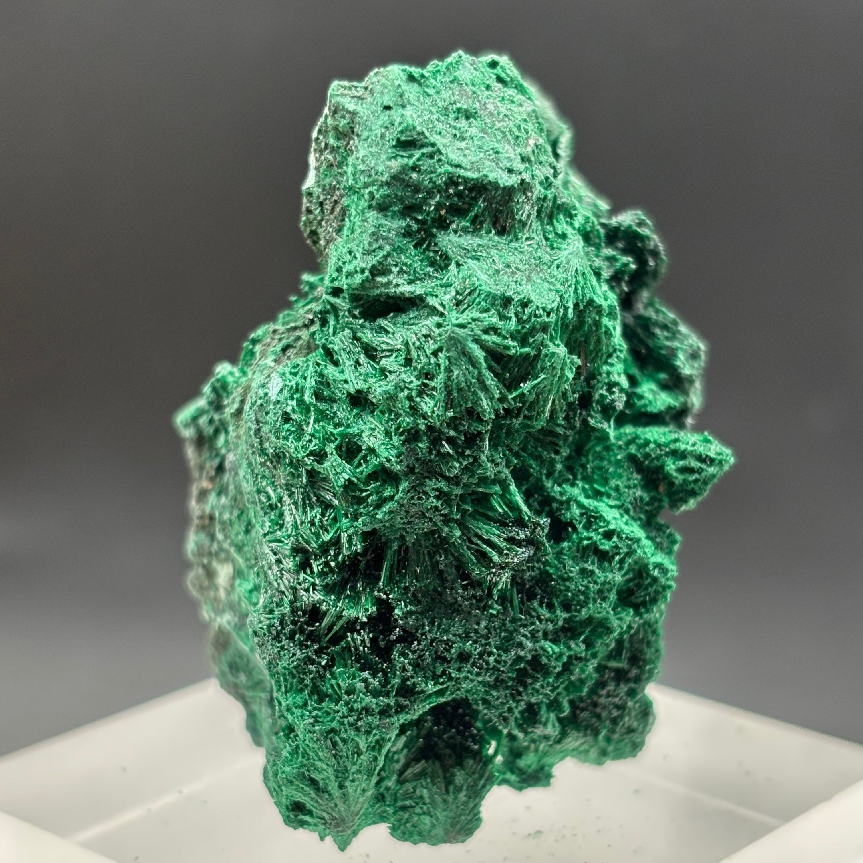 Emperor Malachite - 156