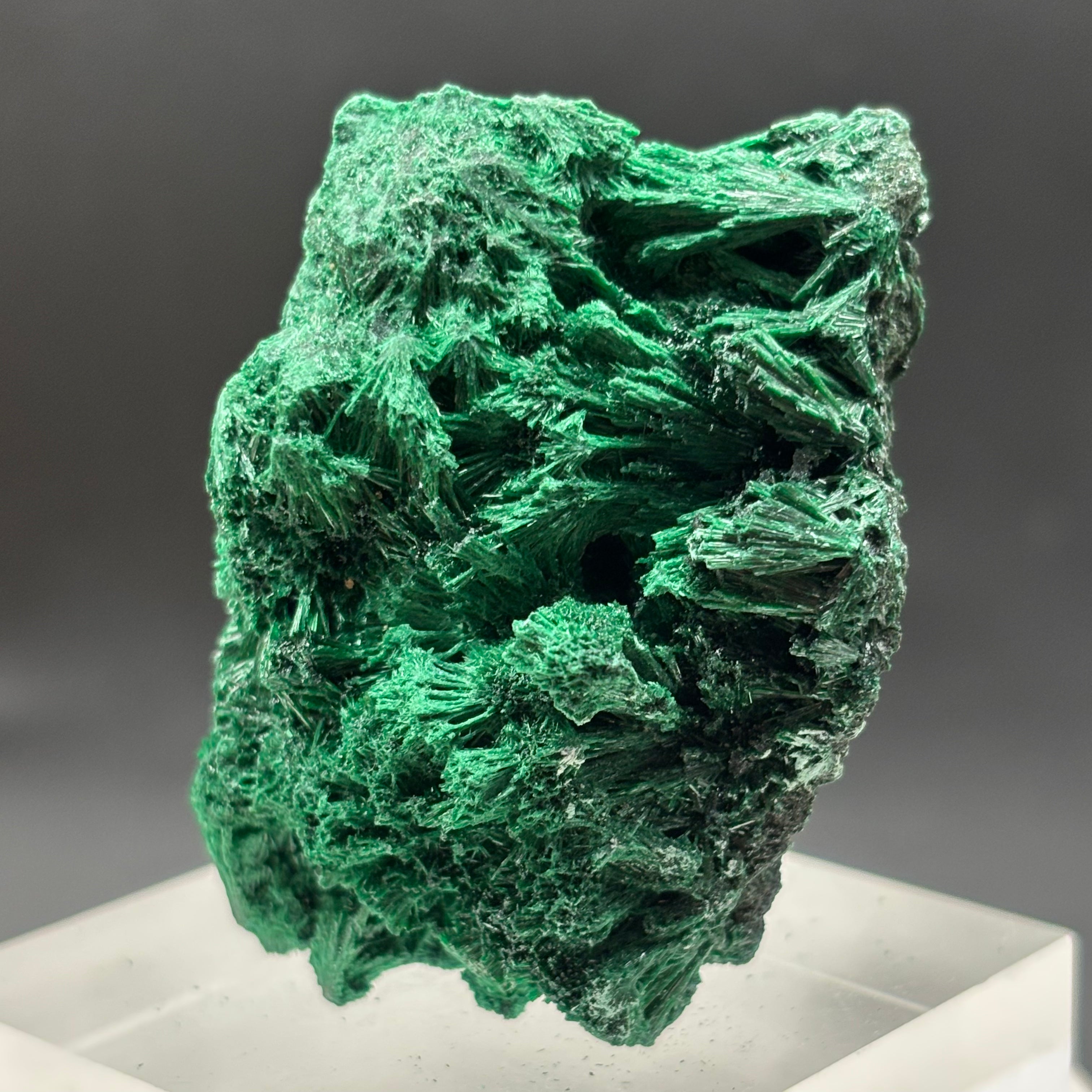Emperor Malachite - 156