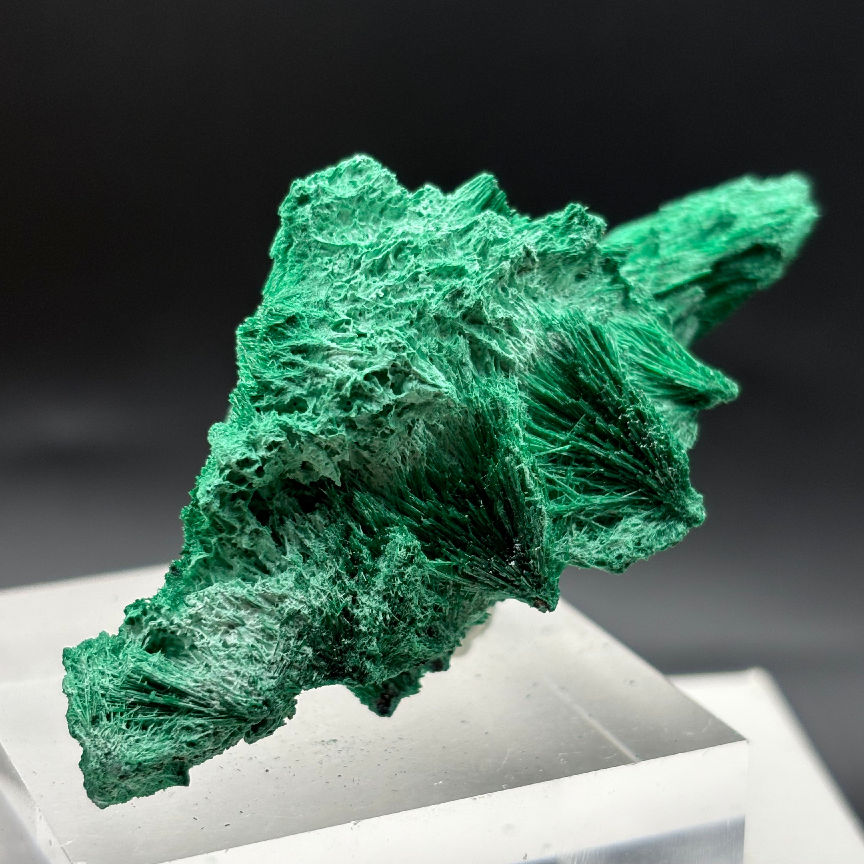 Emperor Malachite - 157