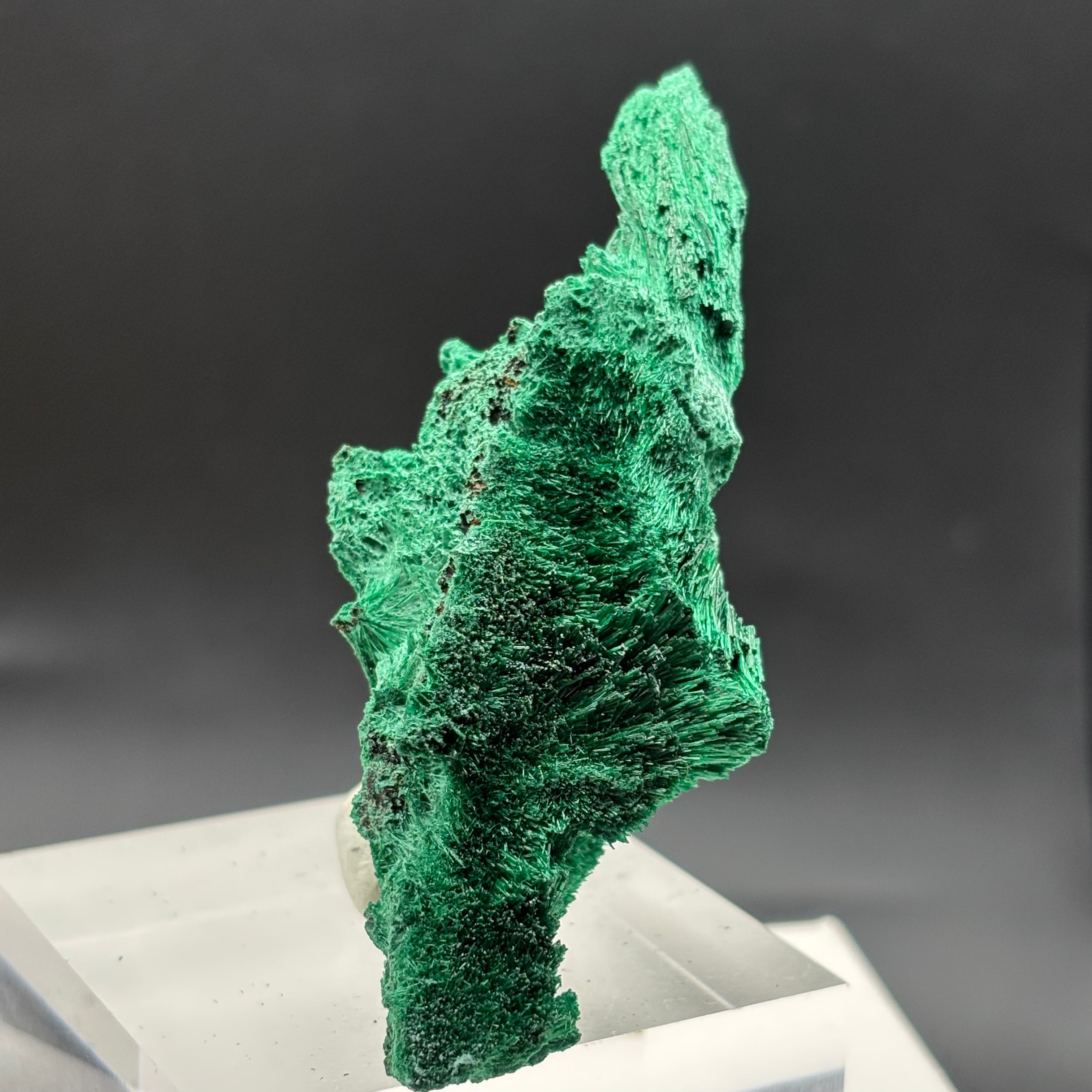 Emperor Malachite - 157