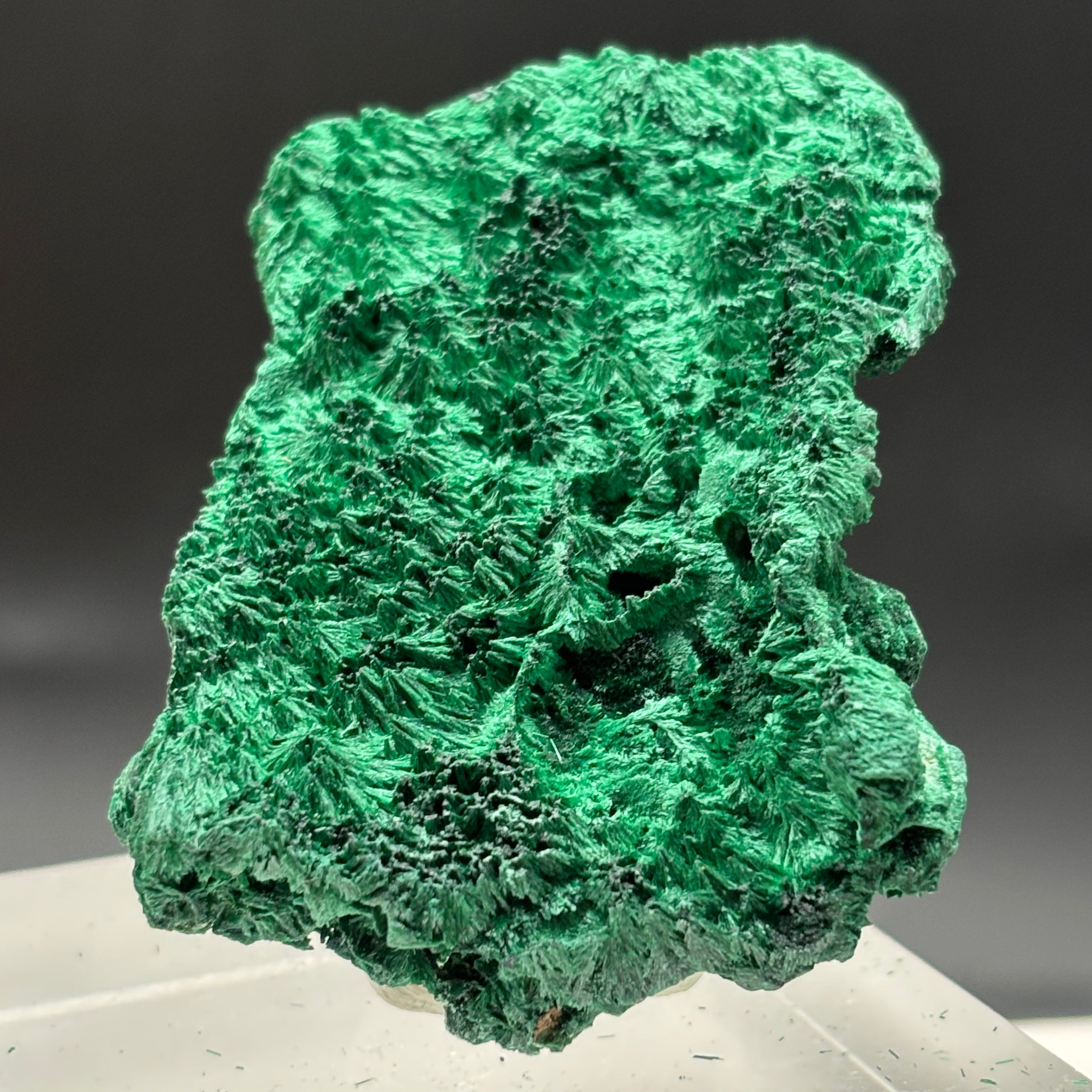 Emperor Malachite - 158