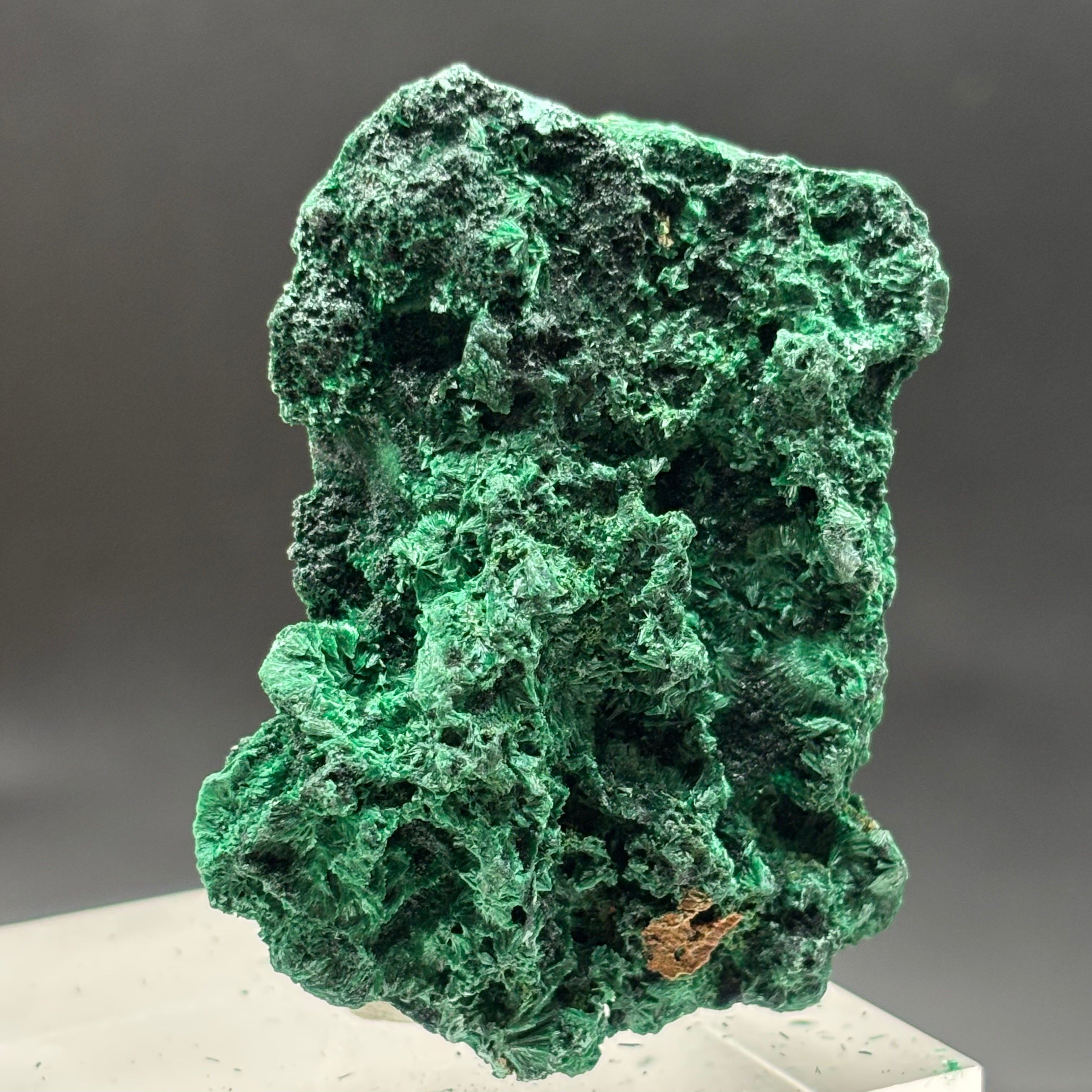 Emperor Malachite - 158