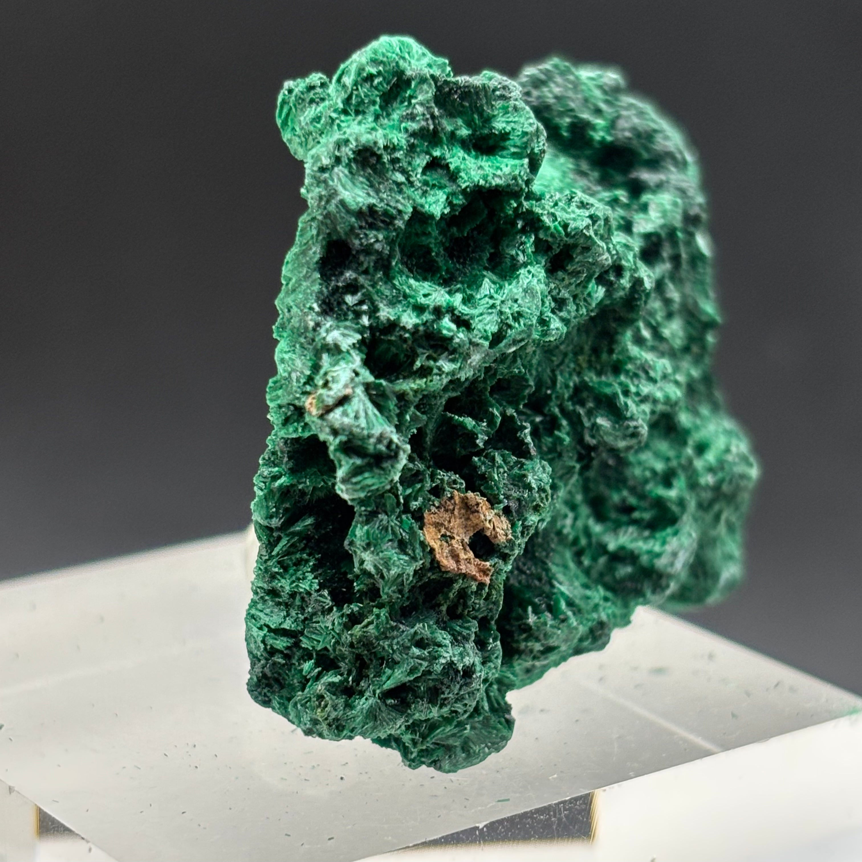 Emperor Malachite - 158