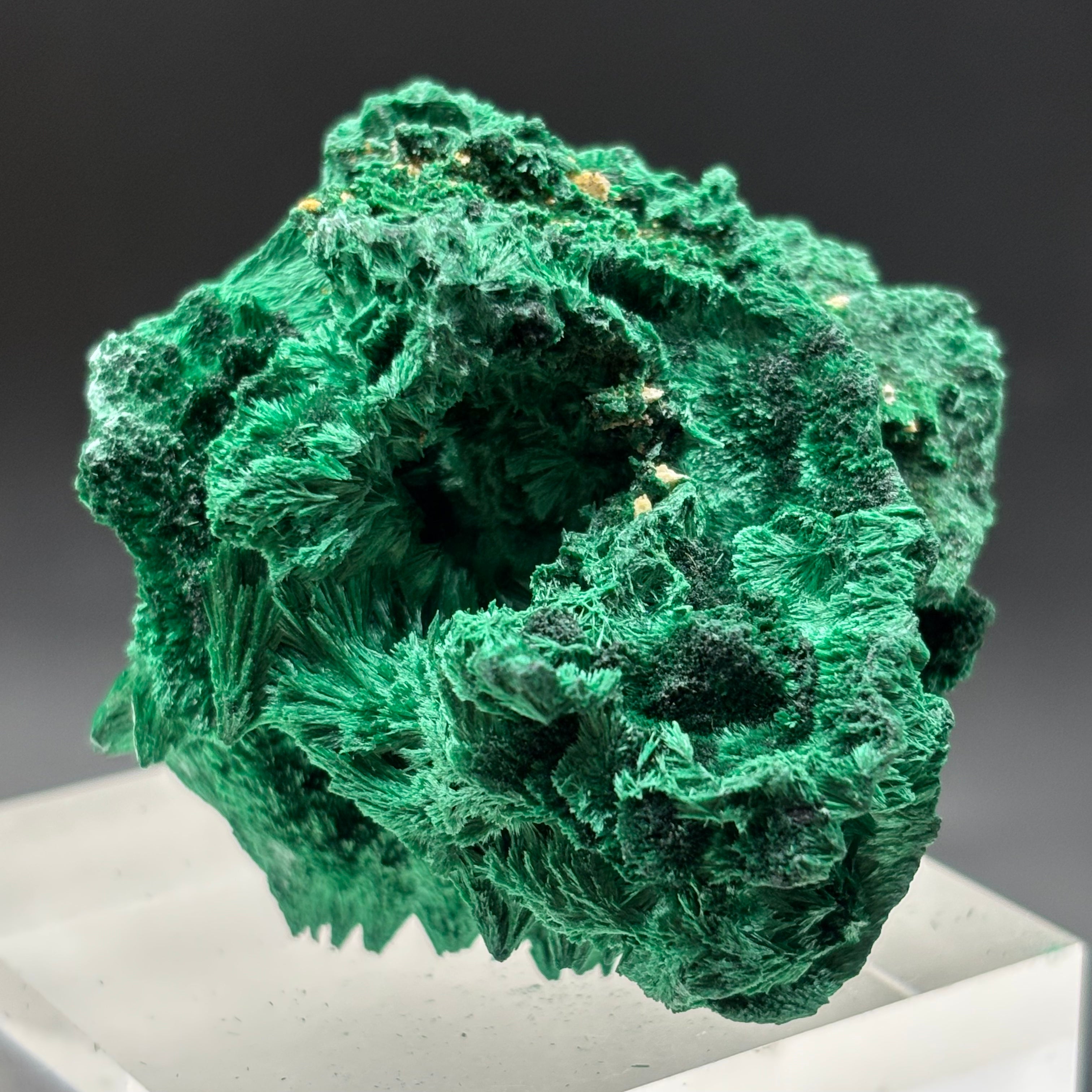 Emperor Malachite - 159