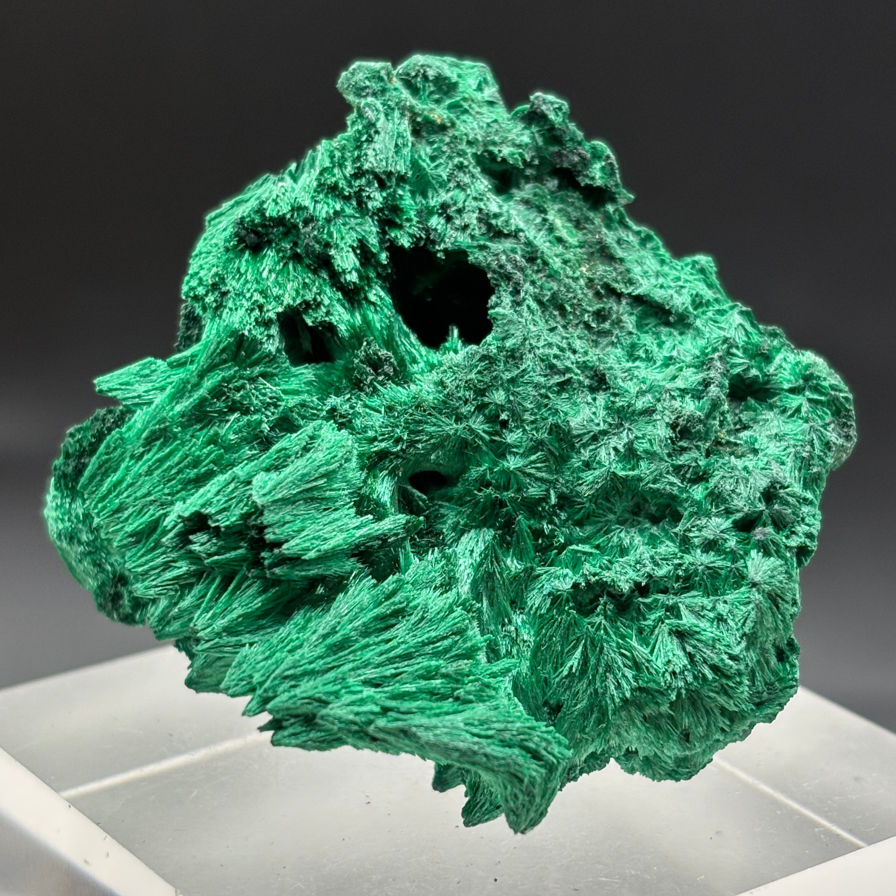 Emperor Malachite - 159