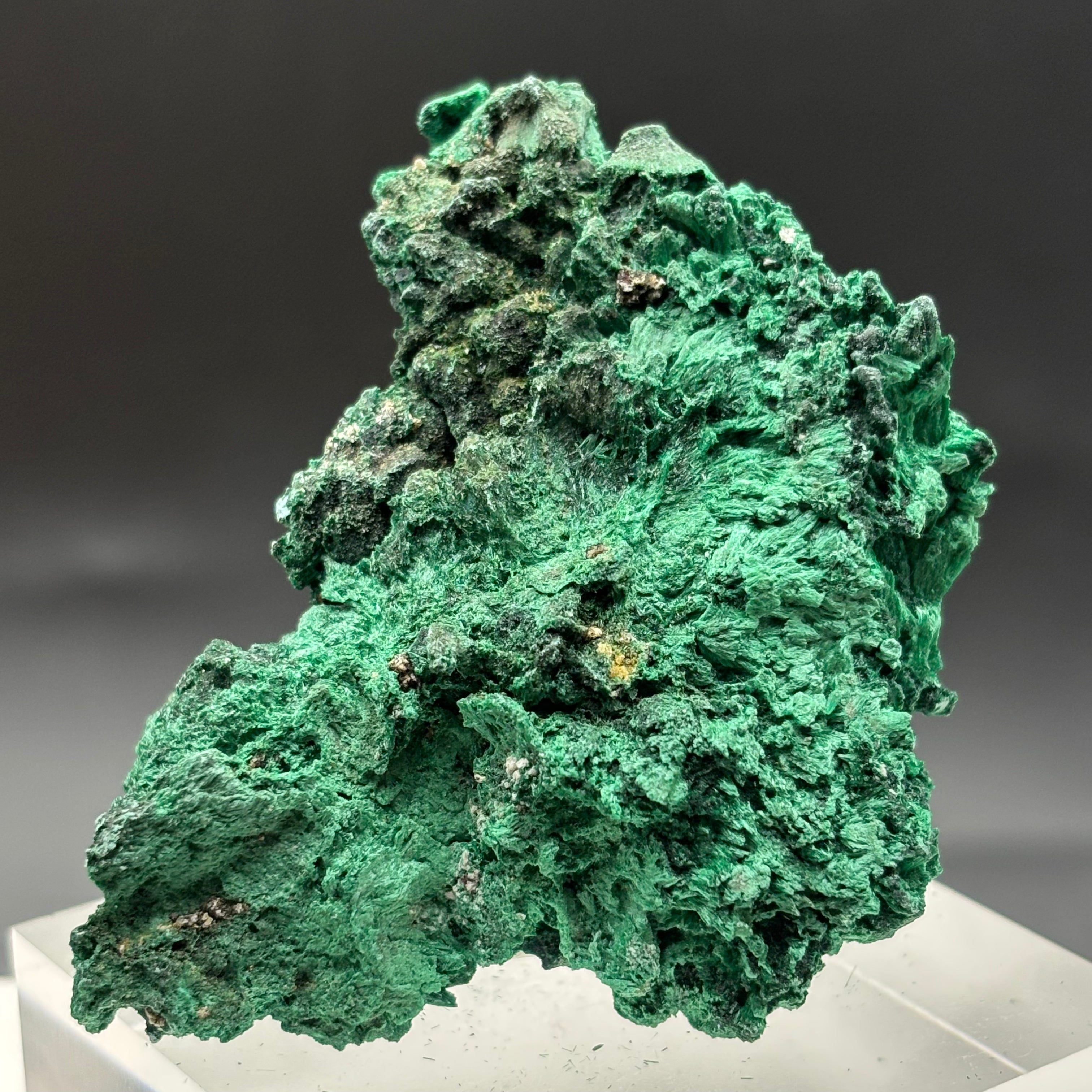 Emperor Malachite - 160