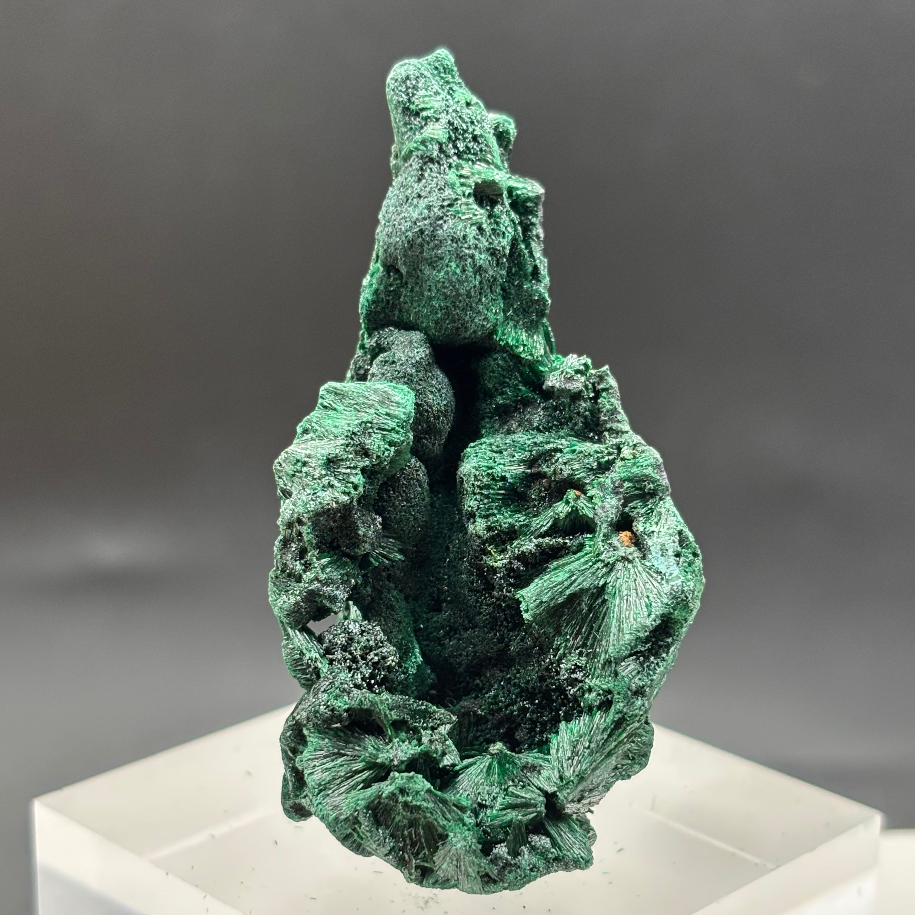 Emperor Malachite - 161