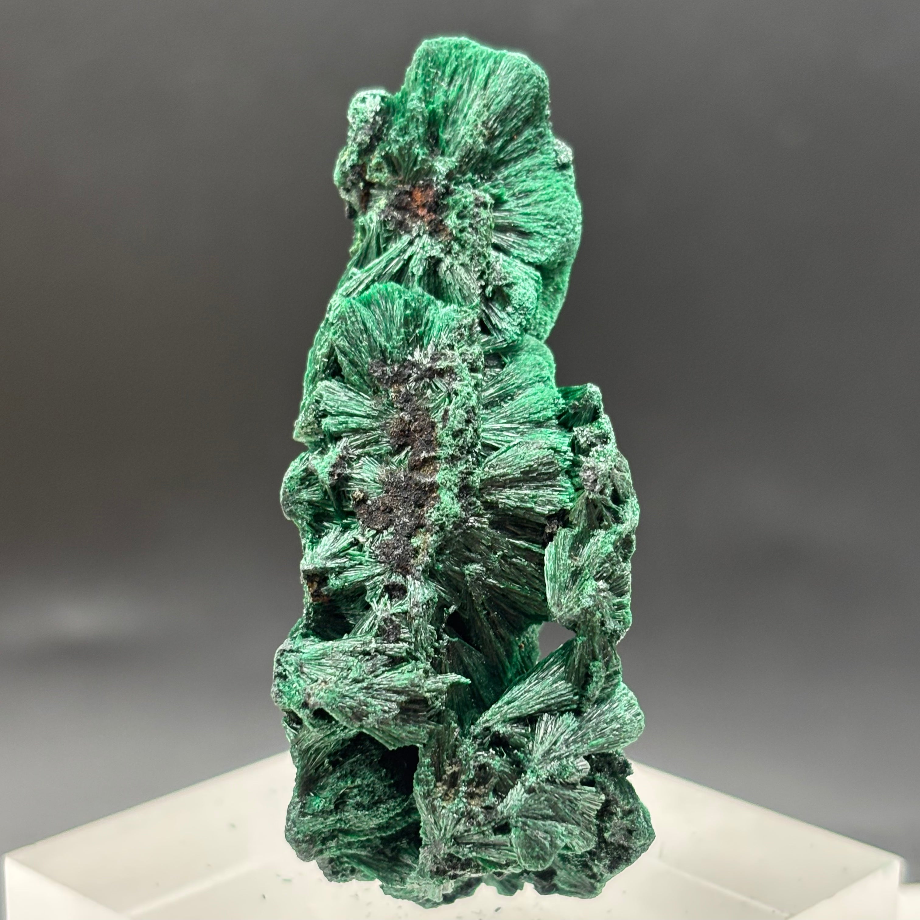 Emperor Malachite - 161