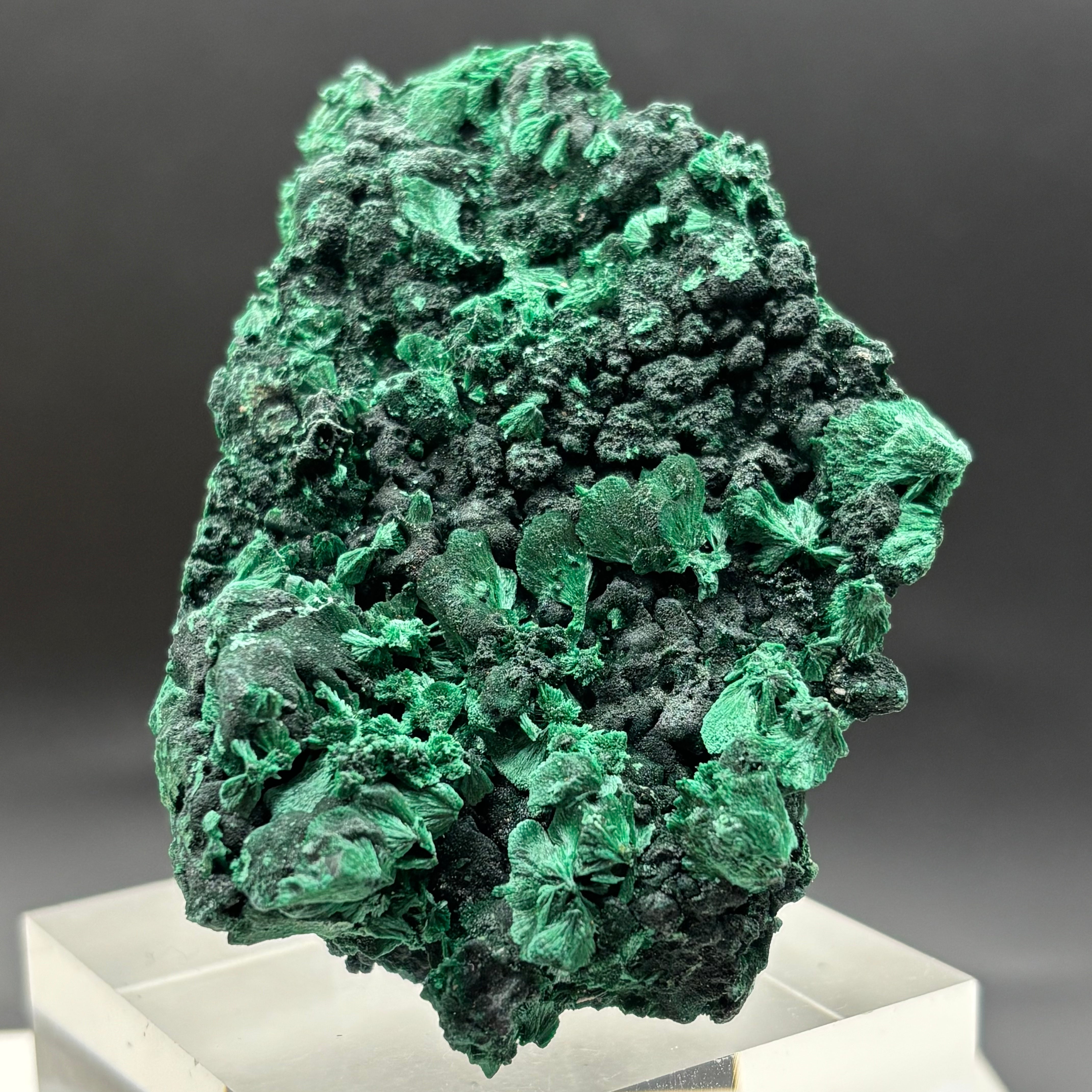 Emperor Malachite - 164