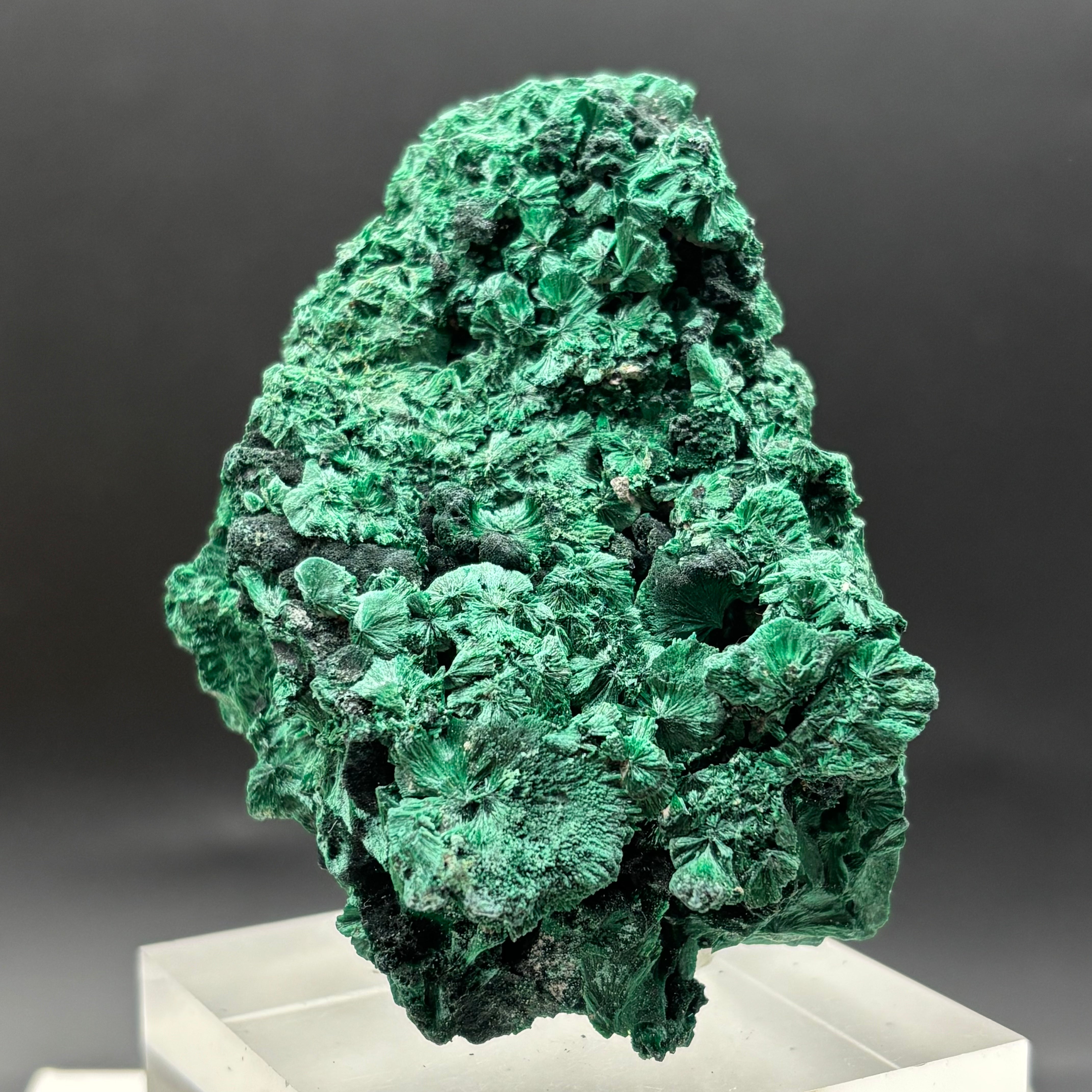 Emperor Malachite - 164