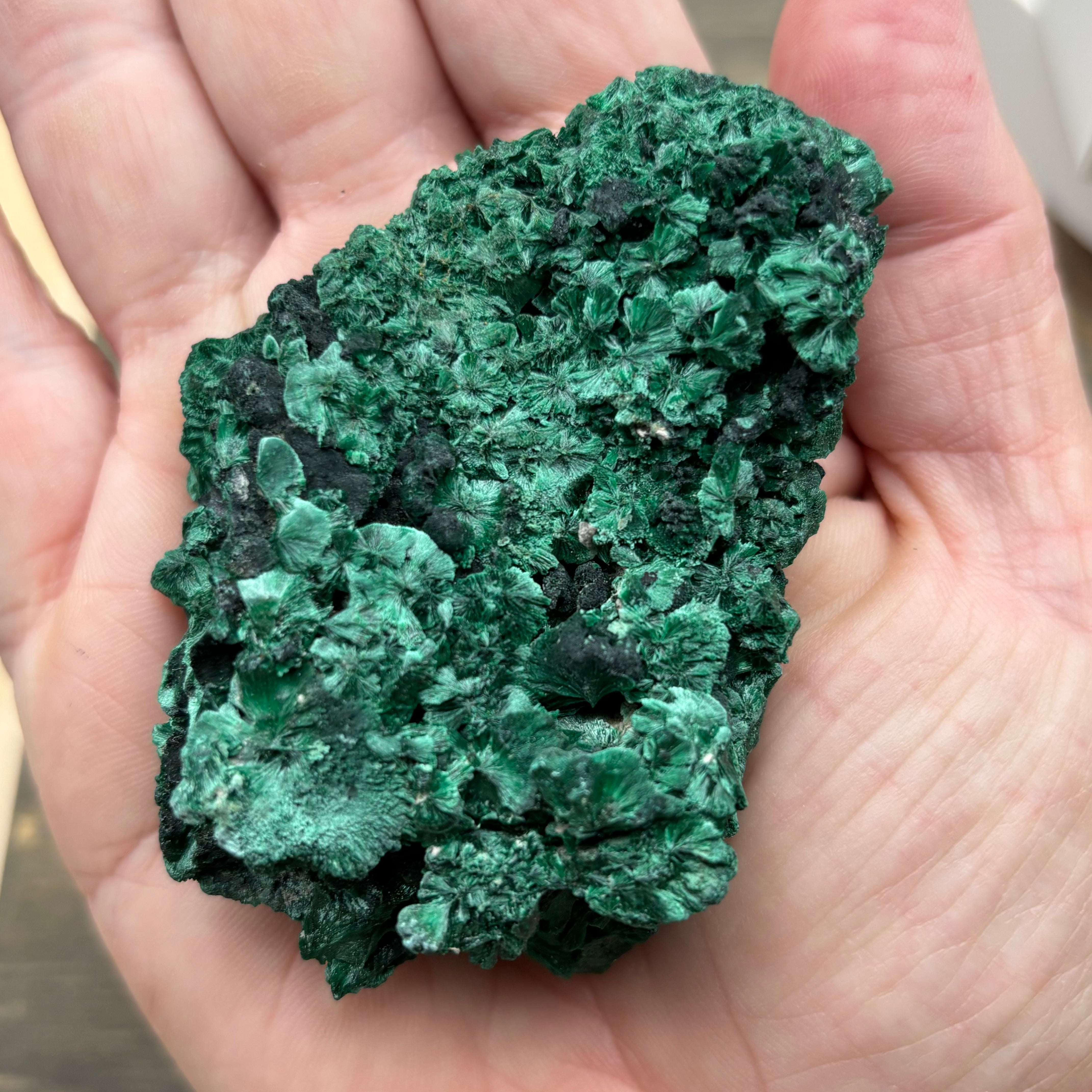 Emperor Malachite - 164