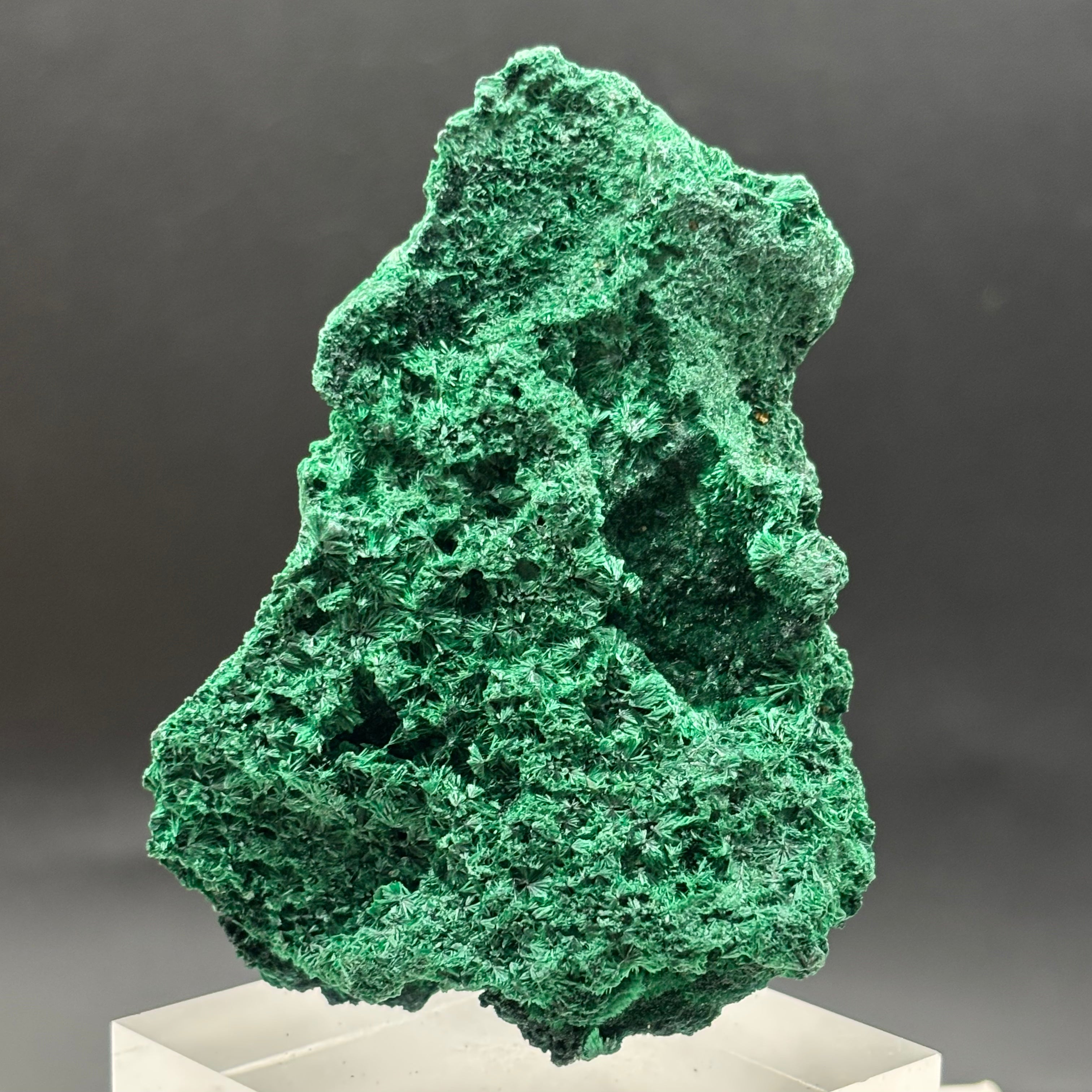 Emperor Malachite - 165