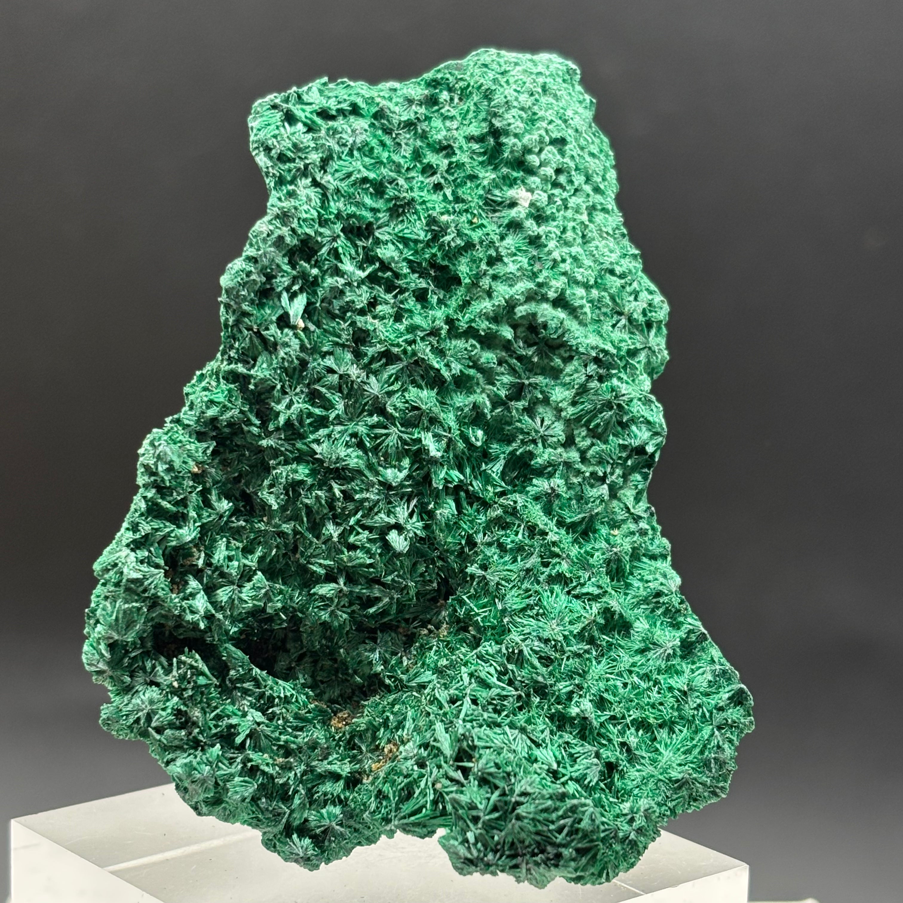 Emperor Malachite - 165
