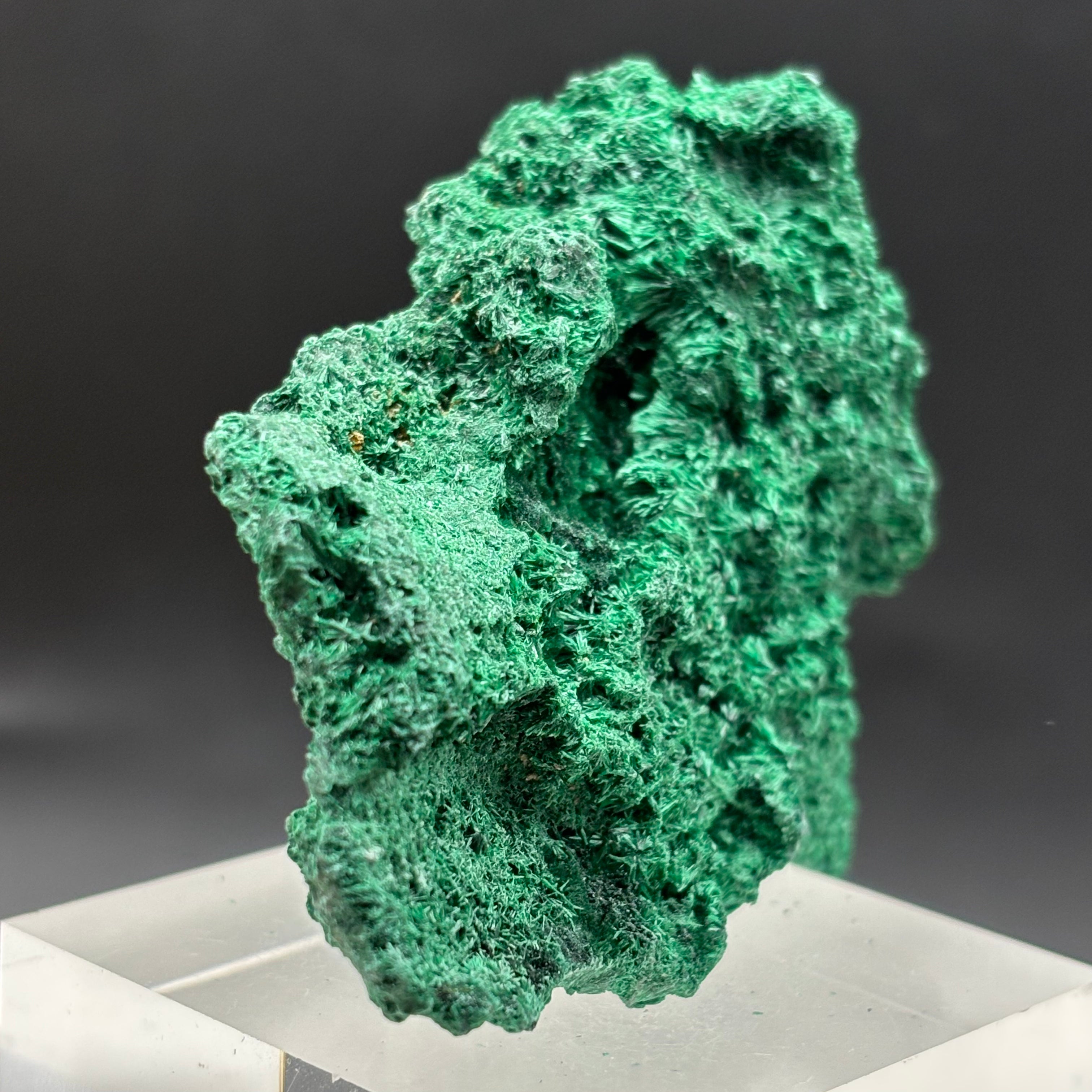 Emperor Malachite - 165