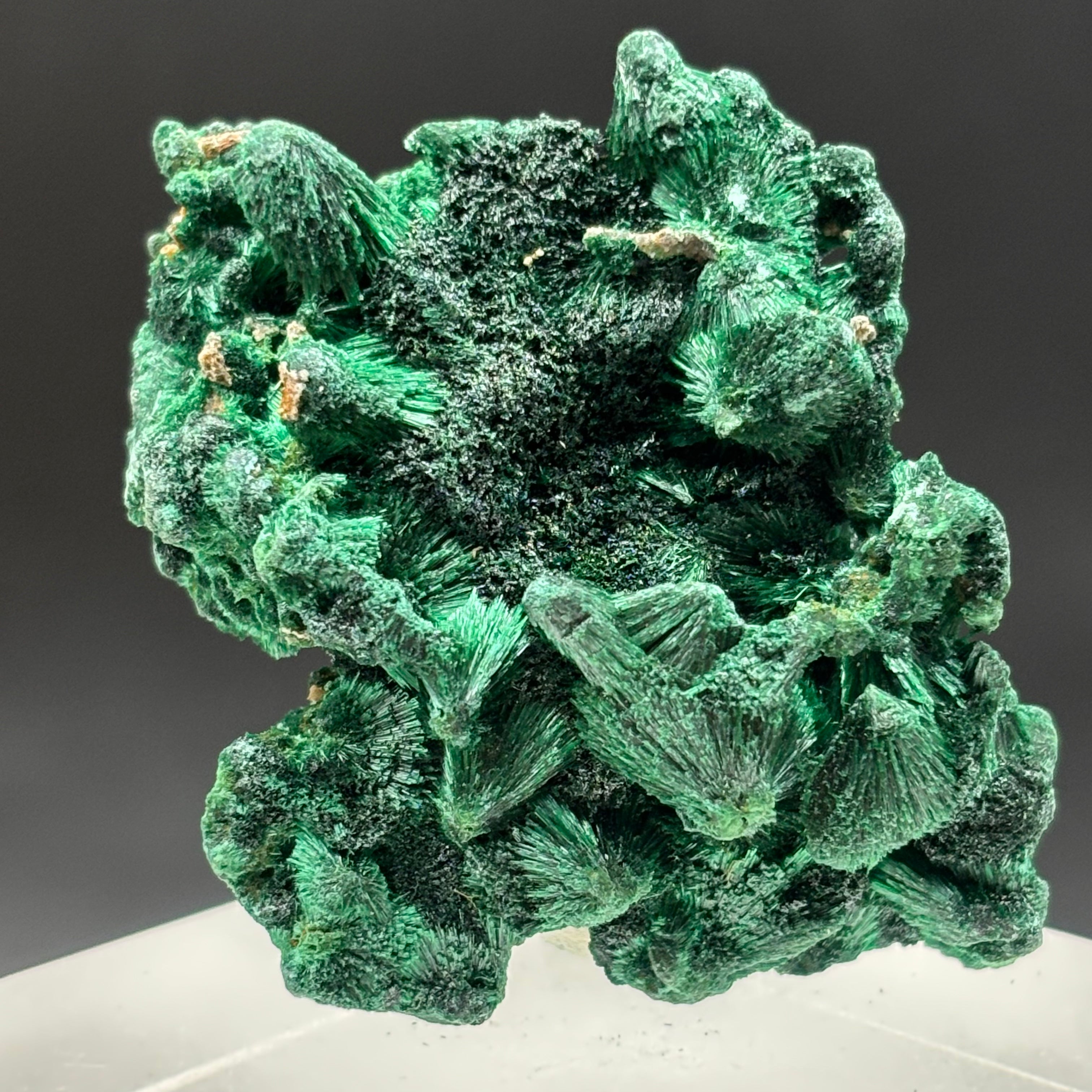 Emperor Malachite - 168