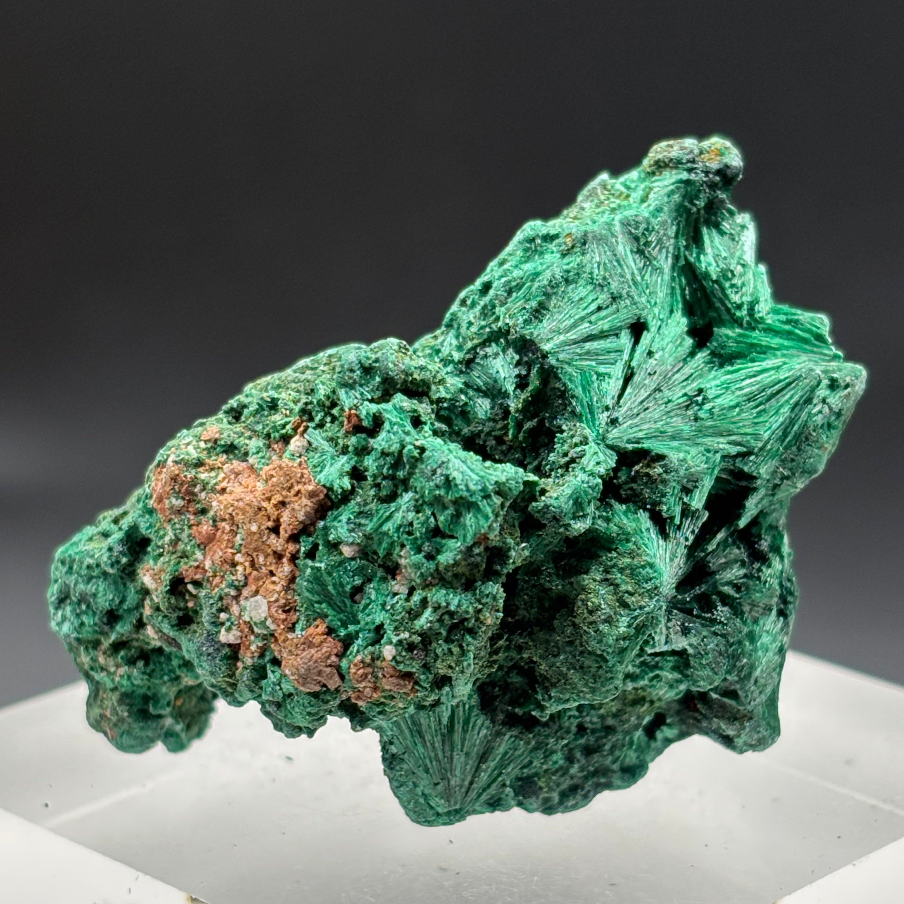Emperor Malachite - 169