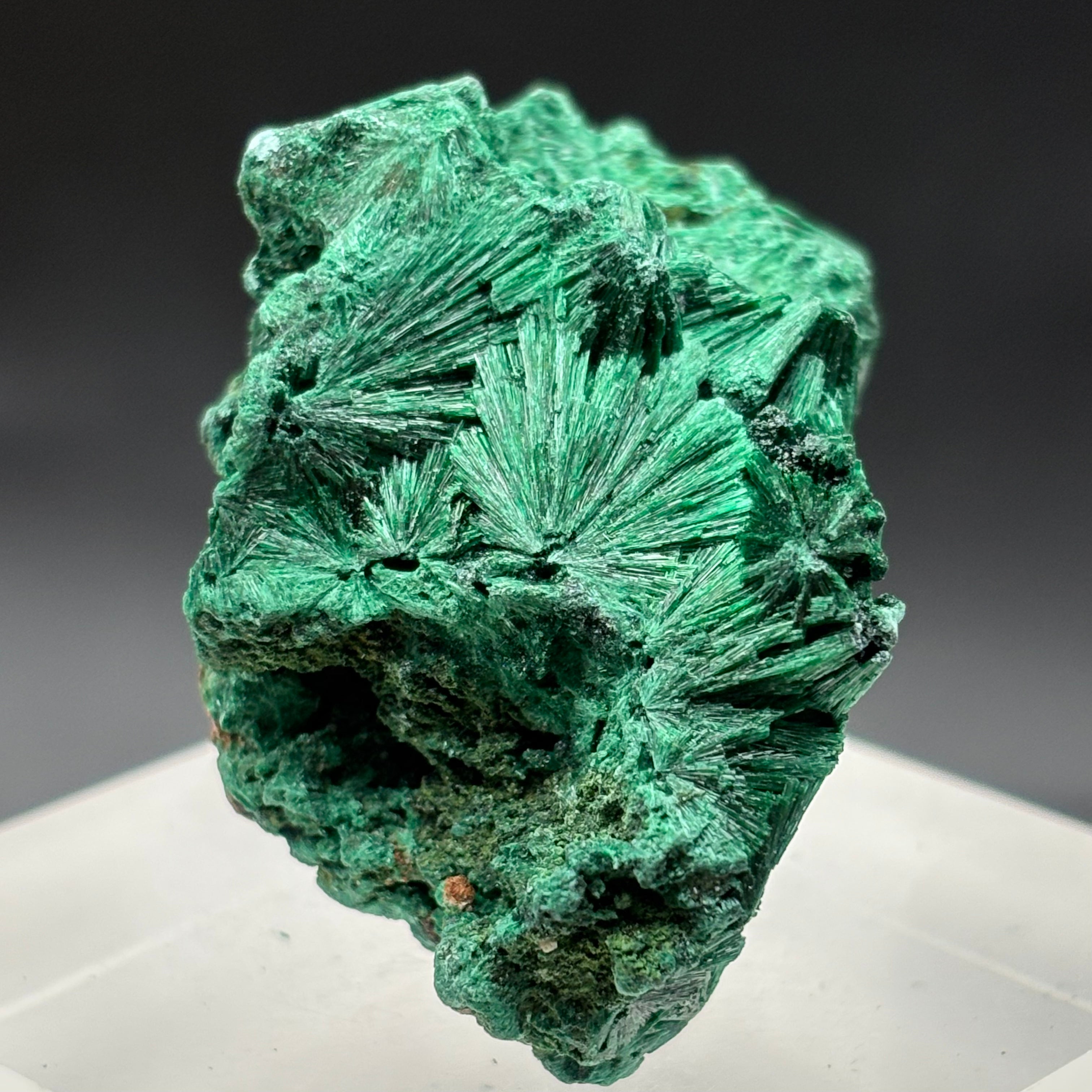 Emperor Malachite - 169