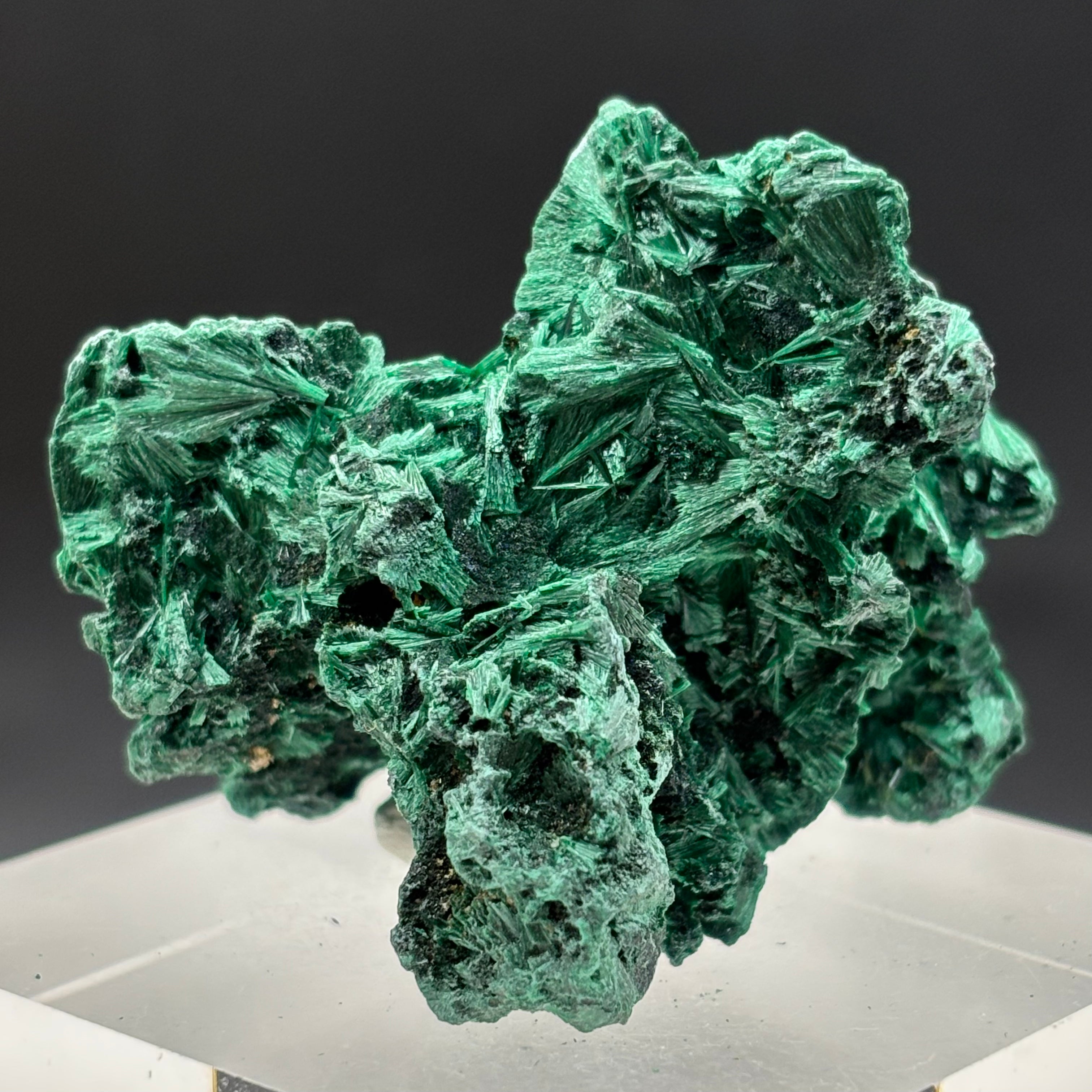 Emperor Malachite - 170
