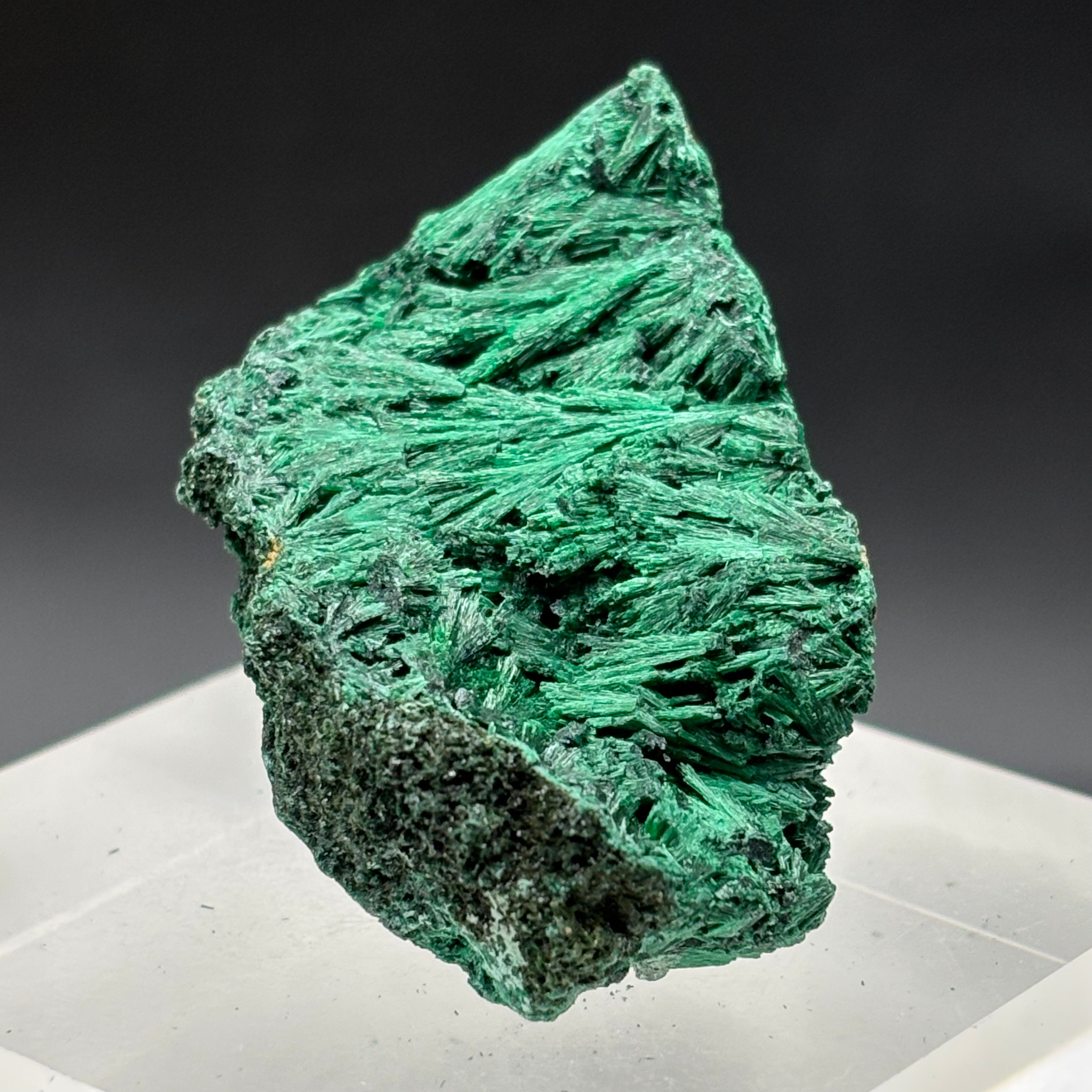 Emperor Malachite - 171