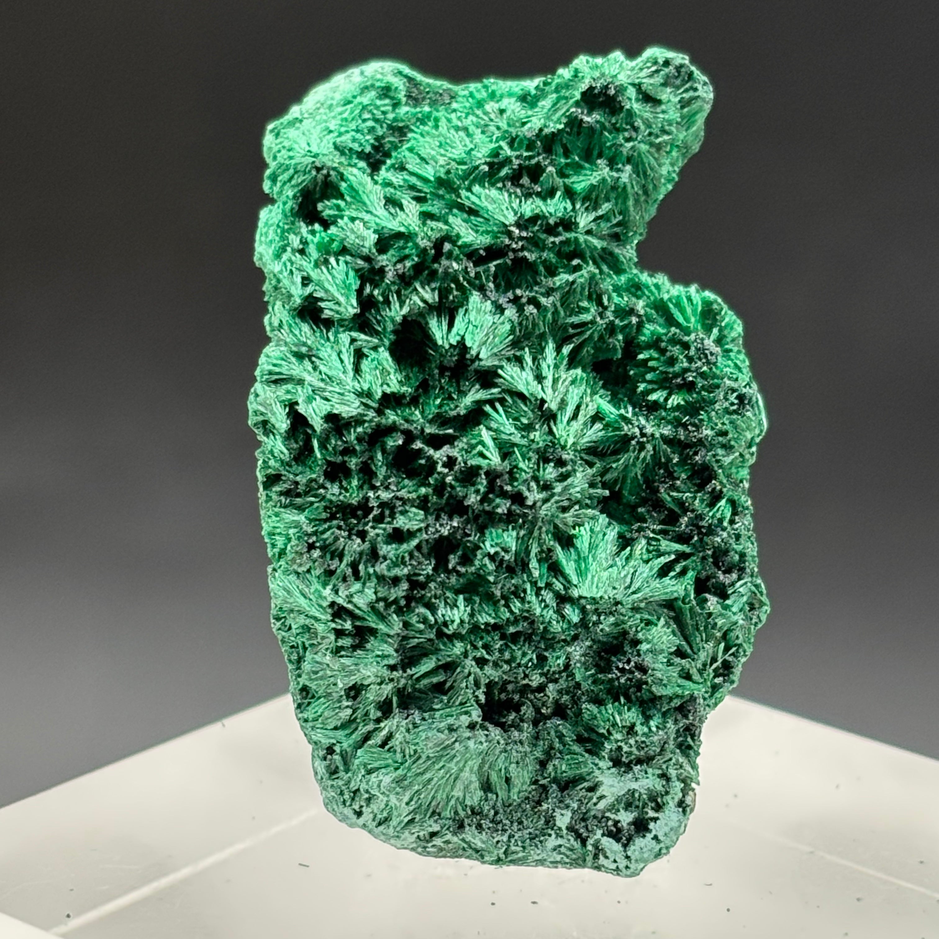 Emperor Malachite - 172