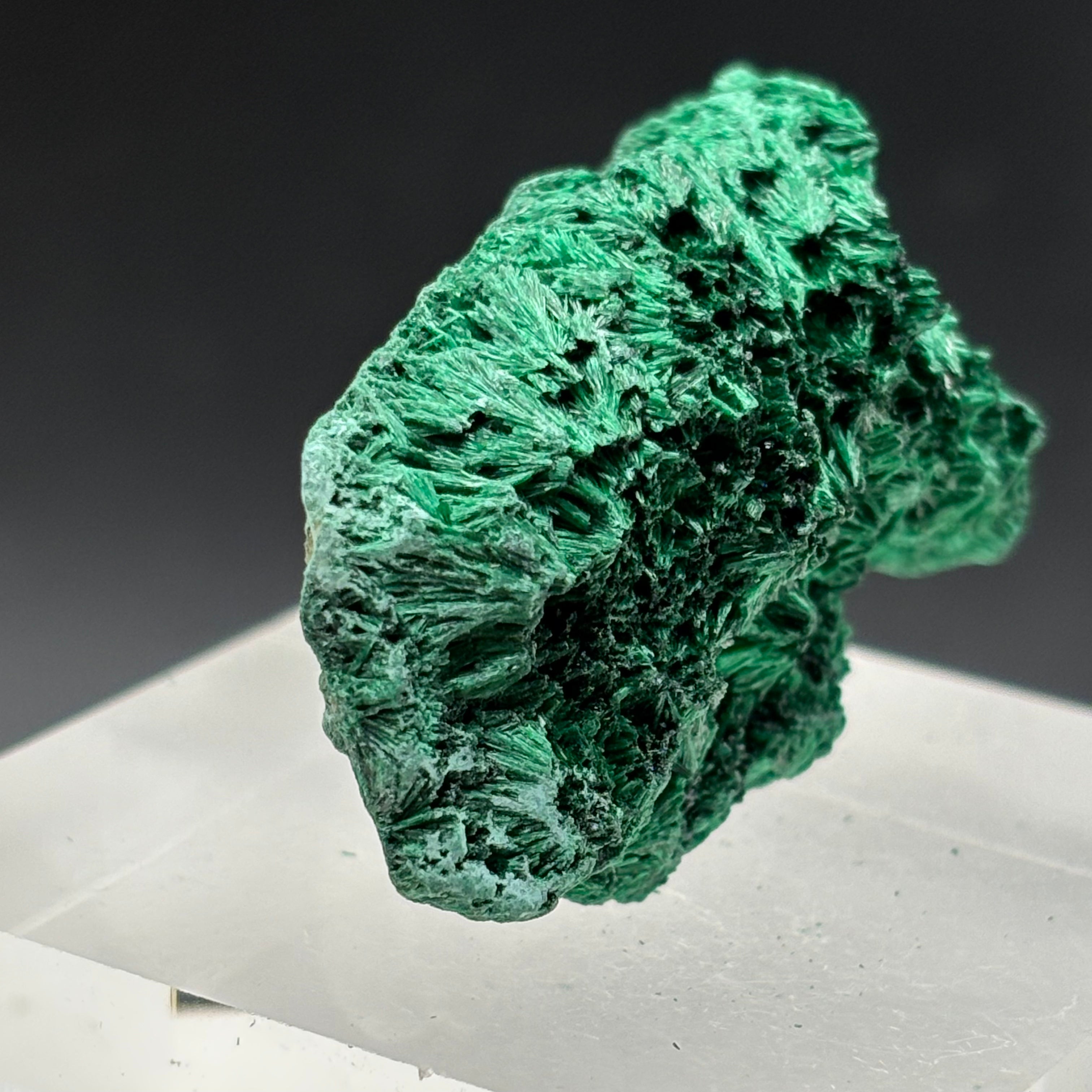 Emperor Malachite - 172