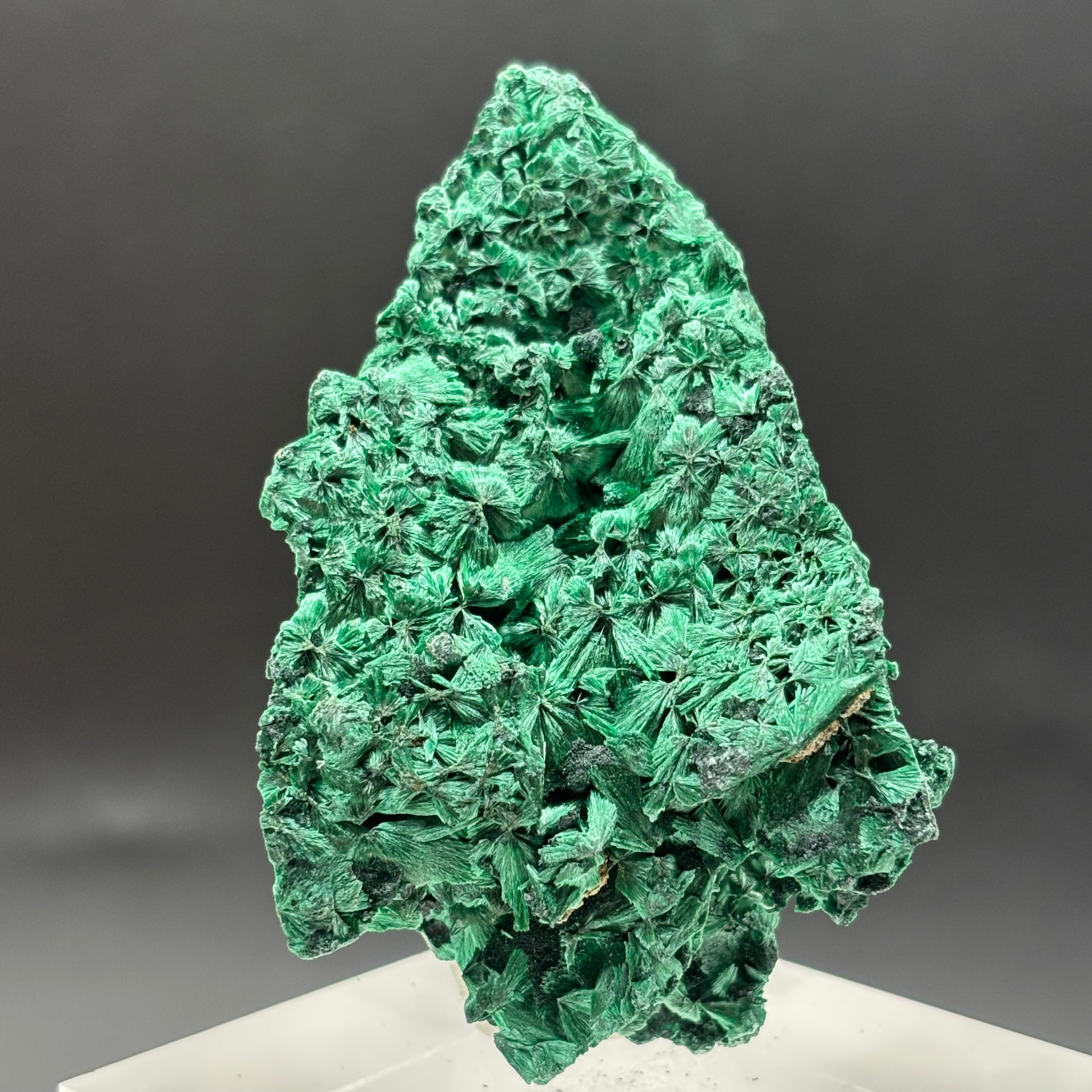Emperor Malachite - 173