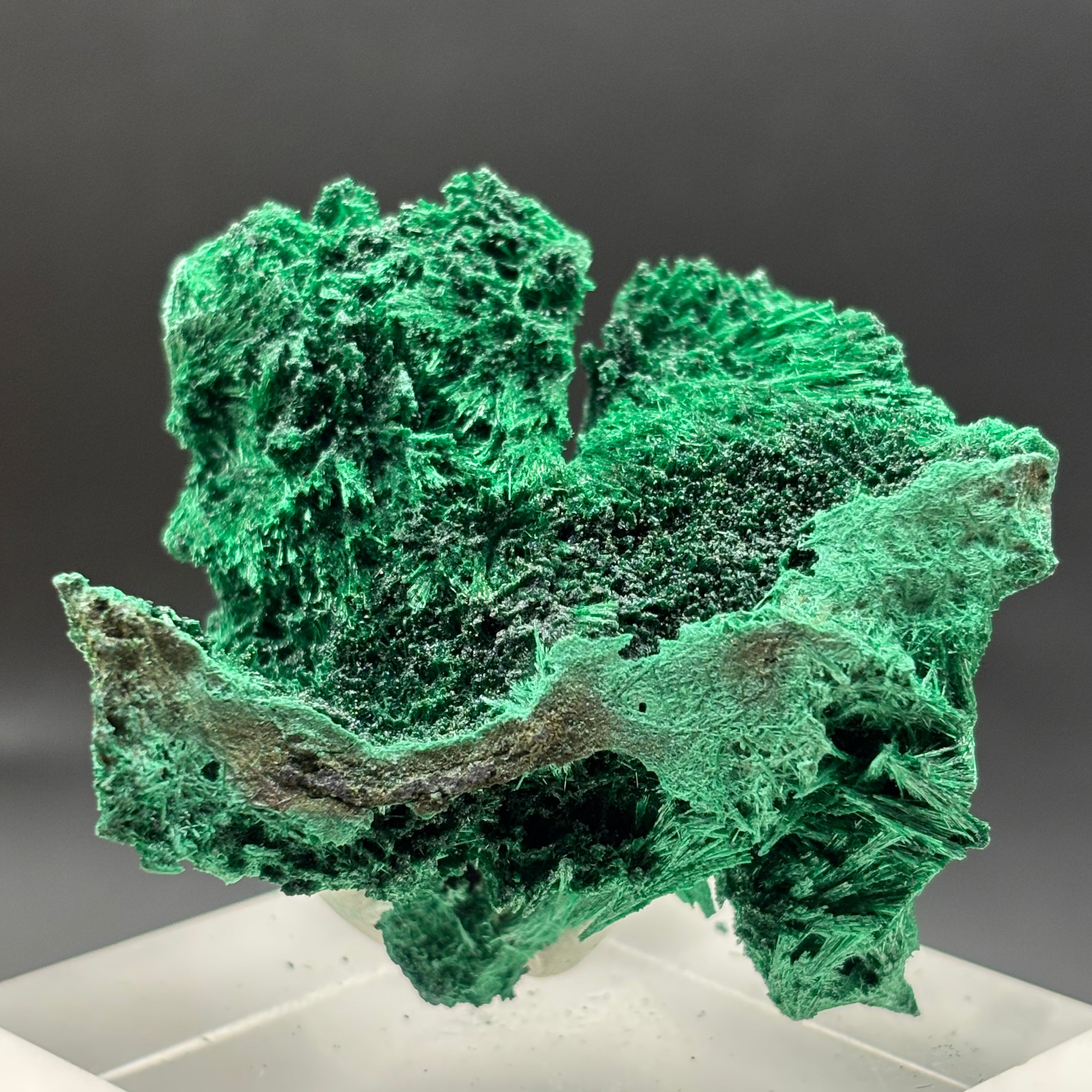 Emperor Malachite - 175
