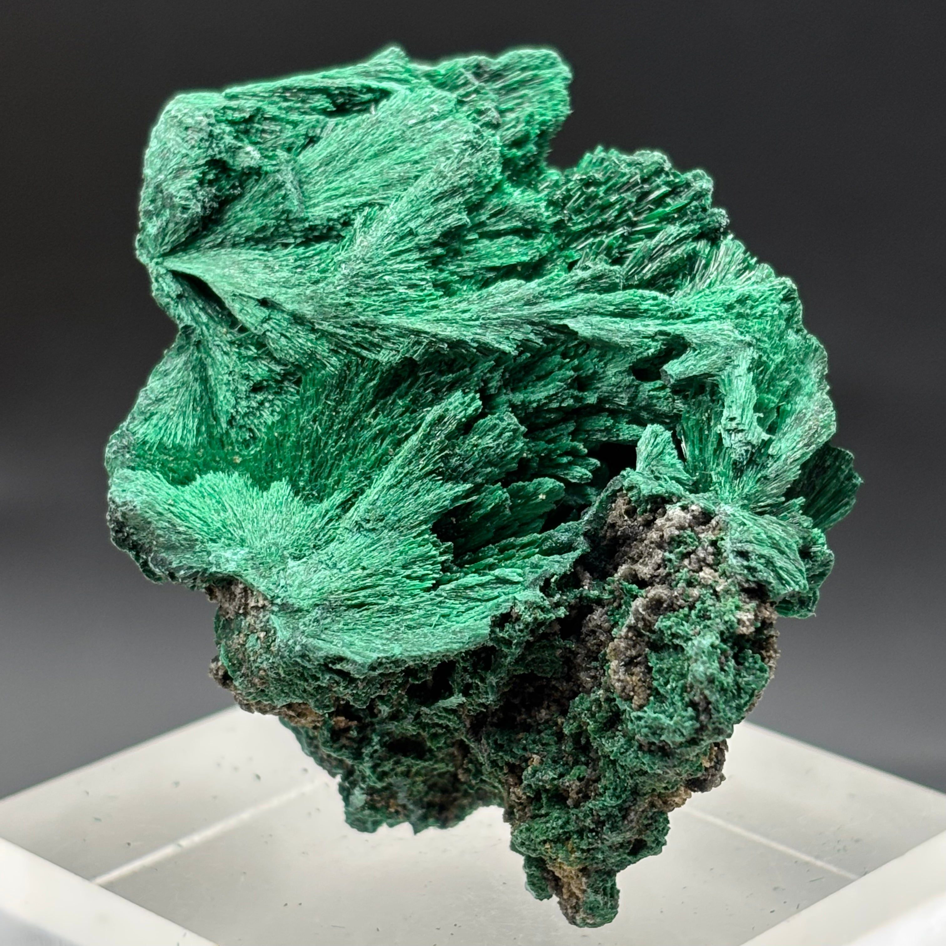 Emperor Malachite - 176
