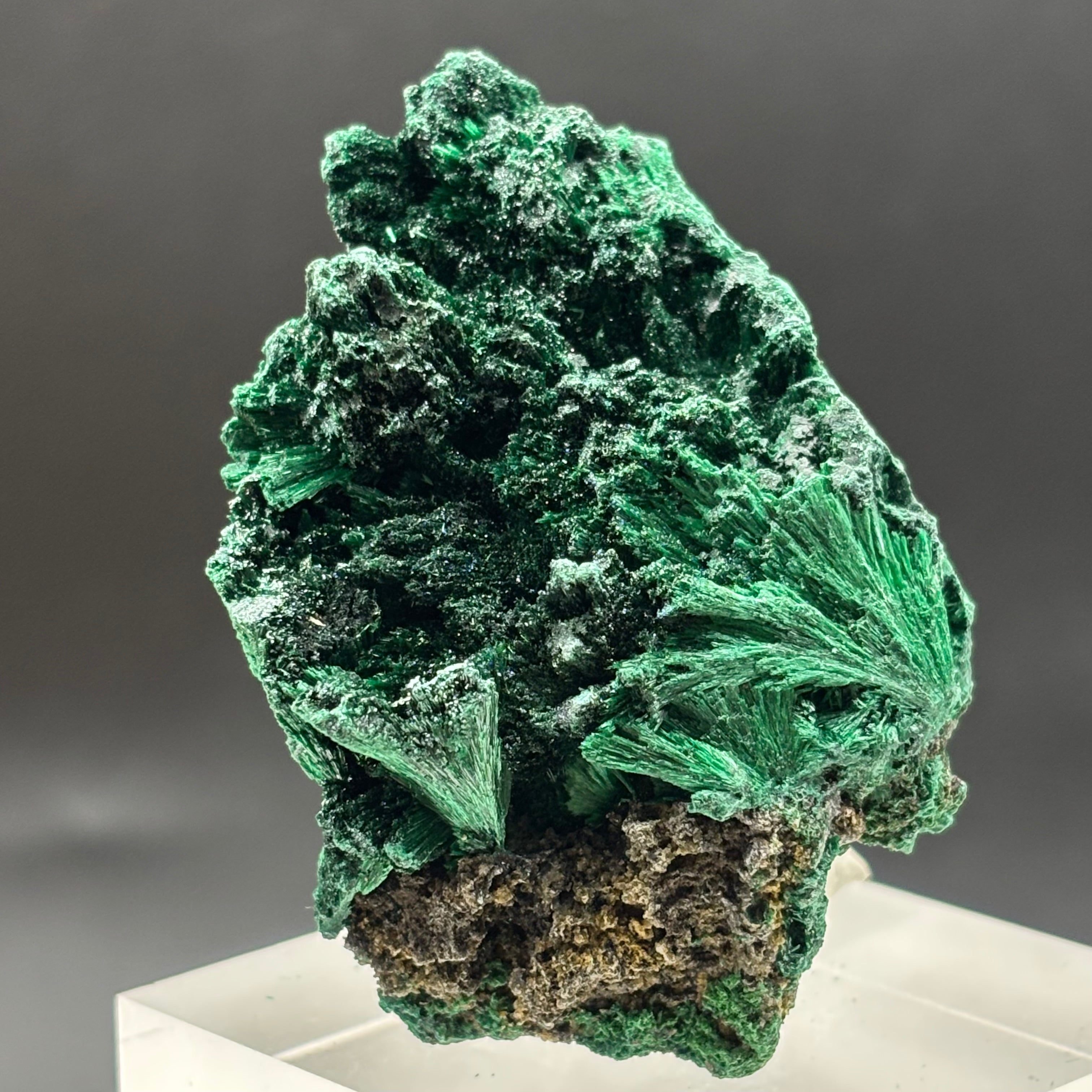 Emperor Malachite - 176
