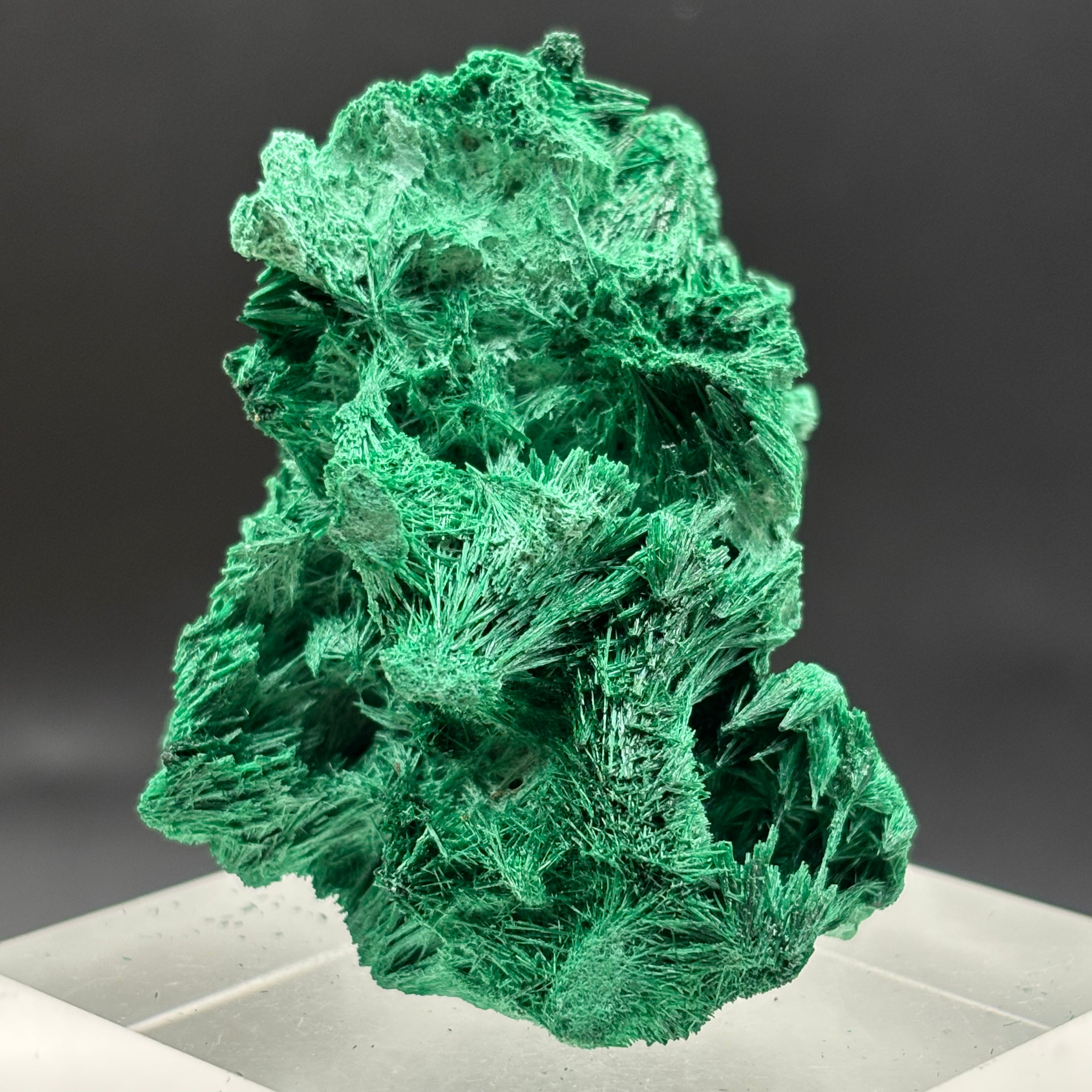 Emperor Malachite - 177