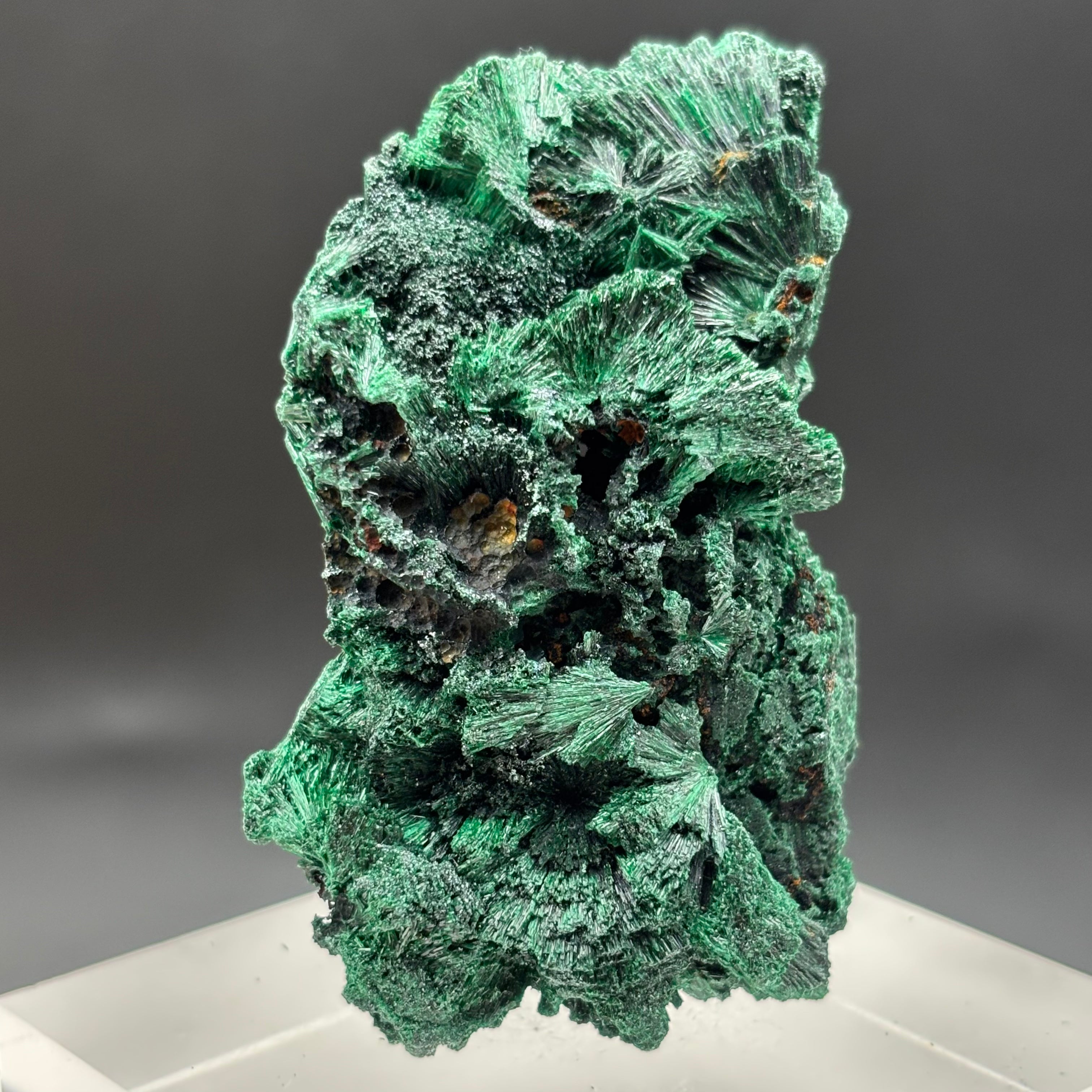Emperor Malachite - 178