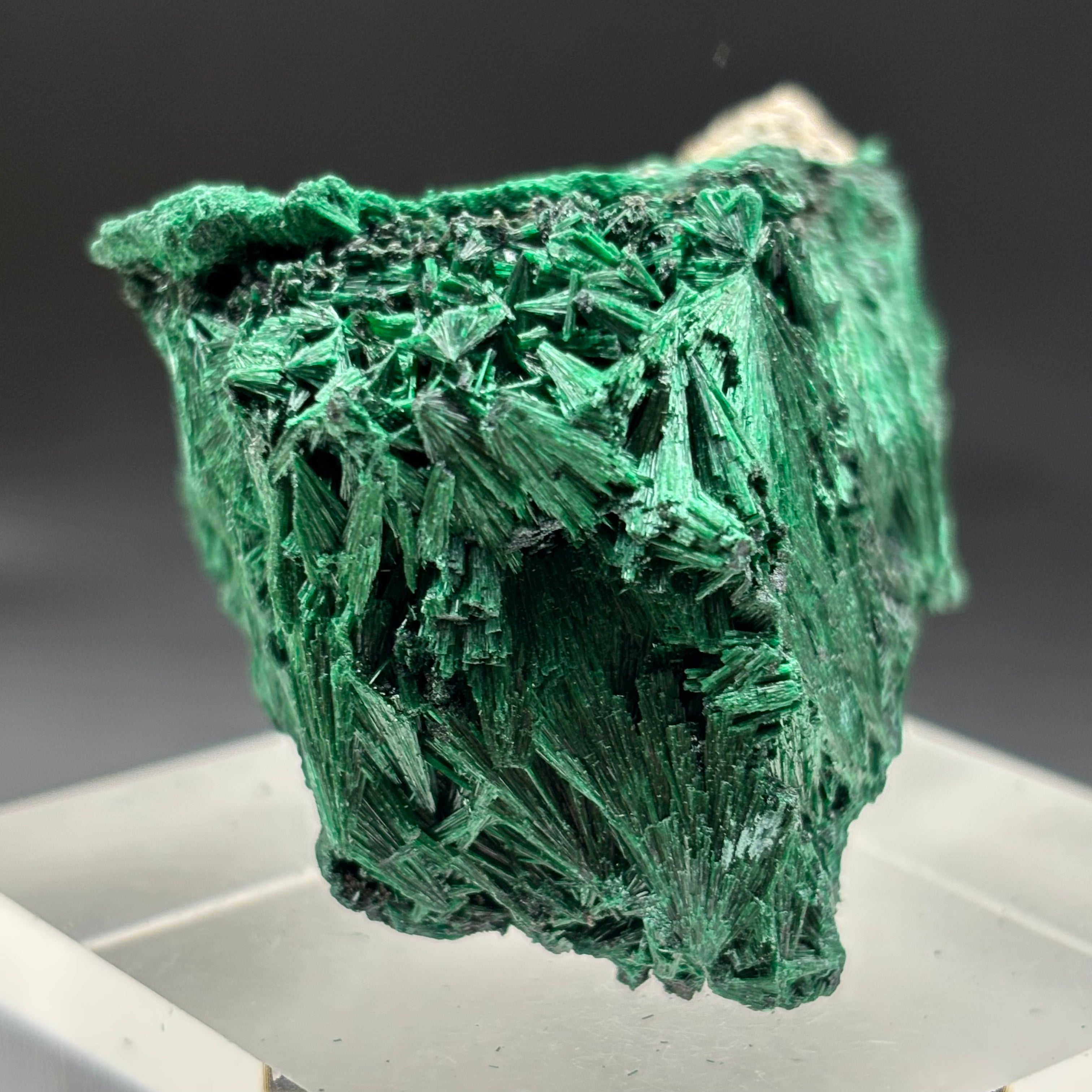 Emperor Malachite - 179