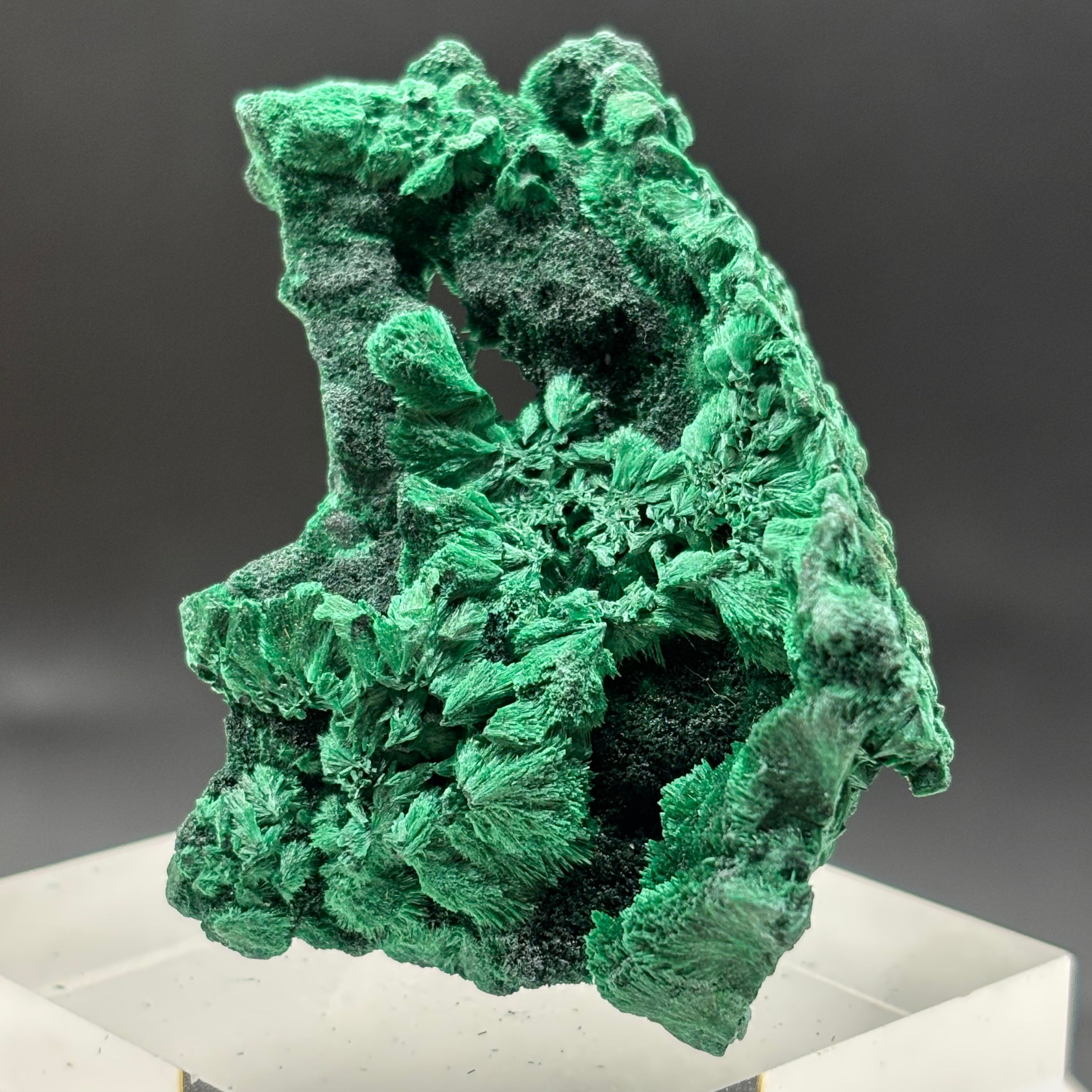 Emperor Malachite - 180
