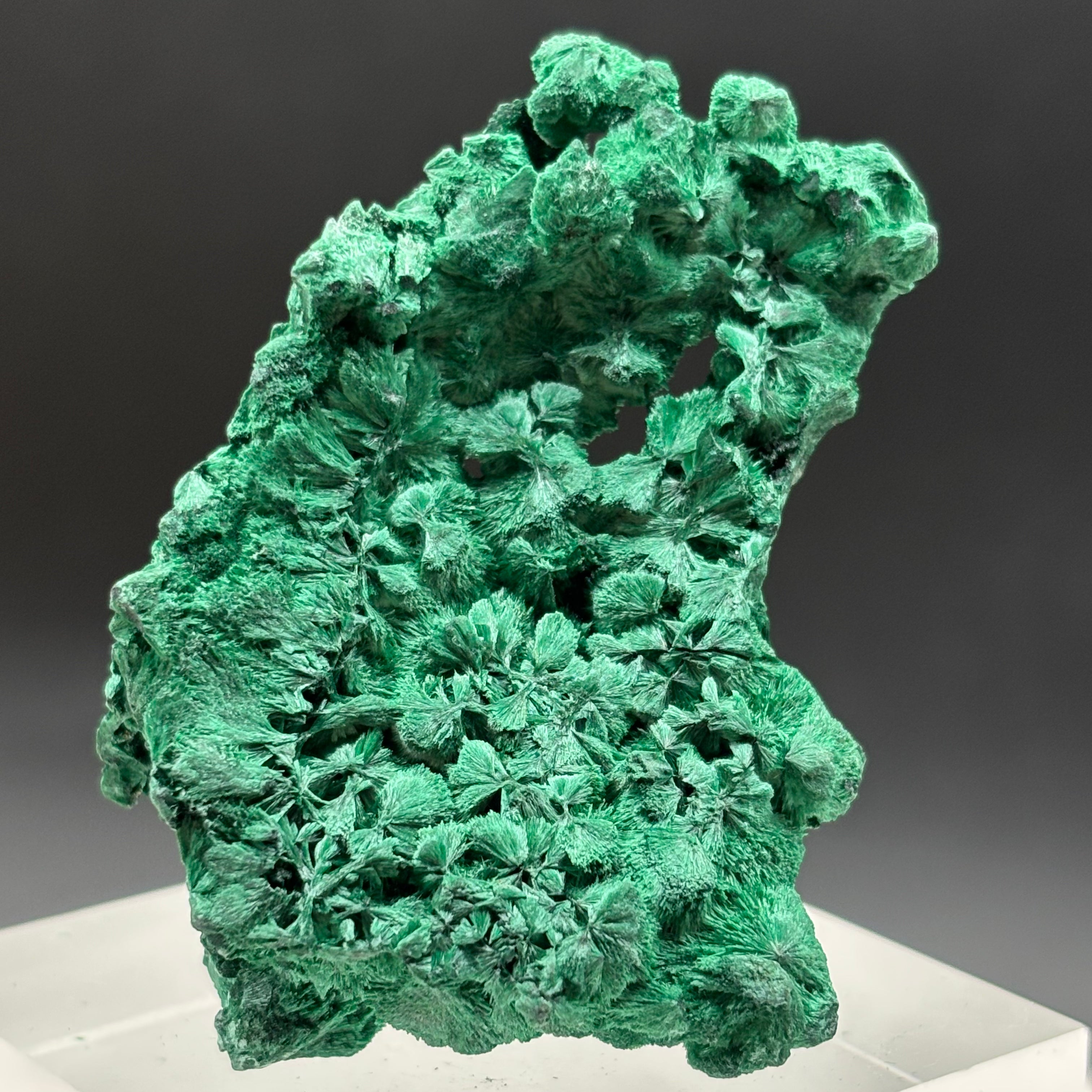 Emperor Malachite - 180