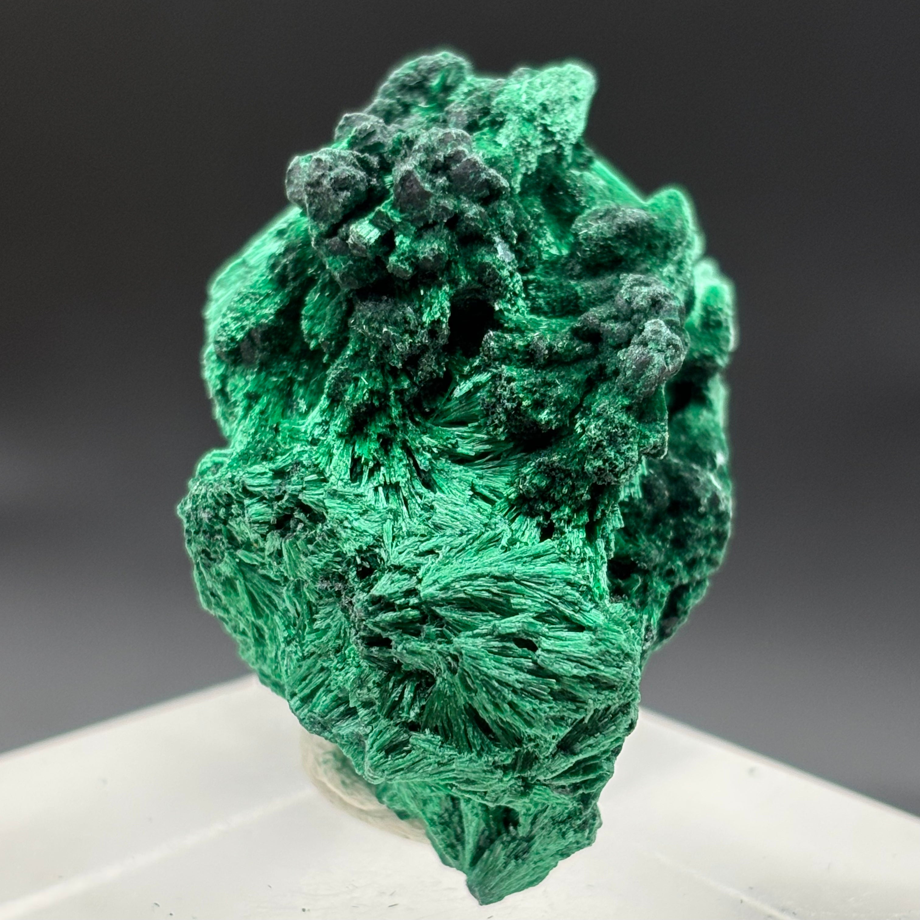 Emperor Malachite - 181
