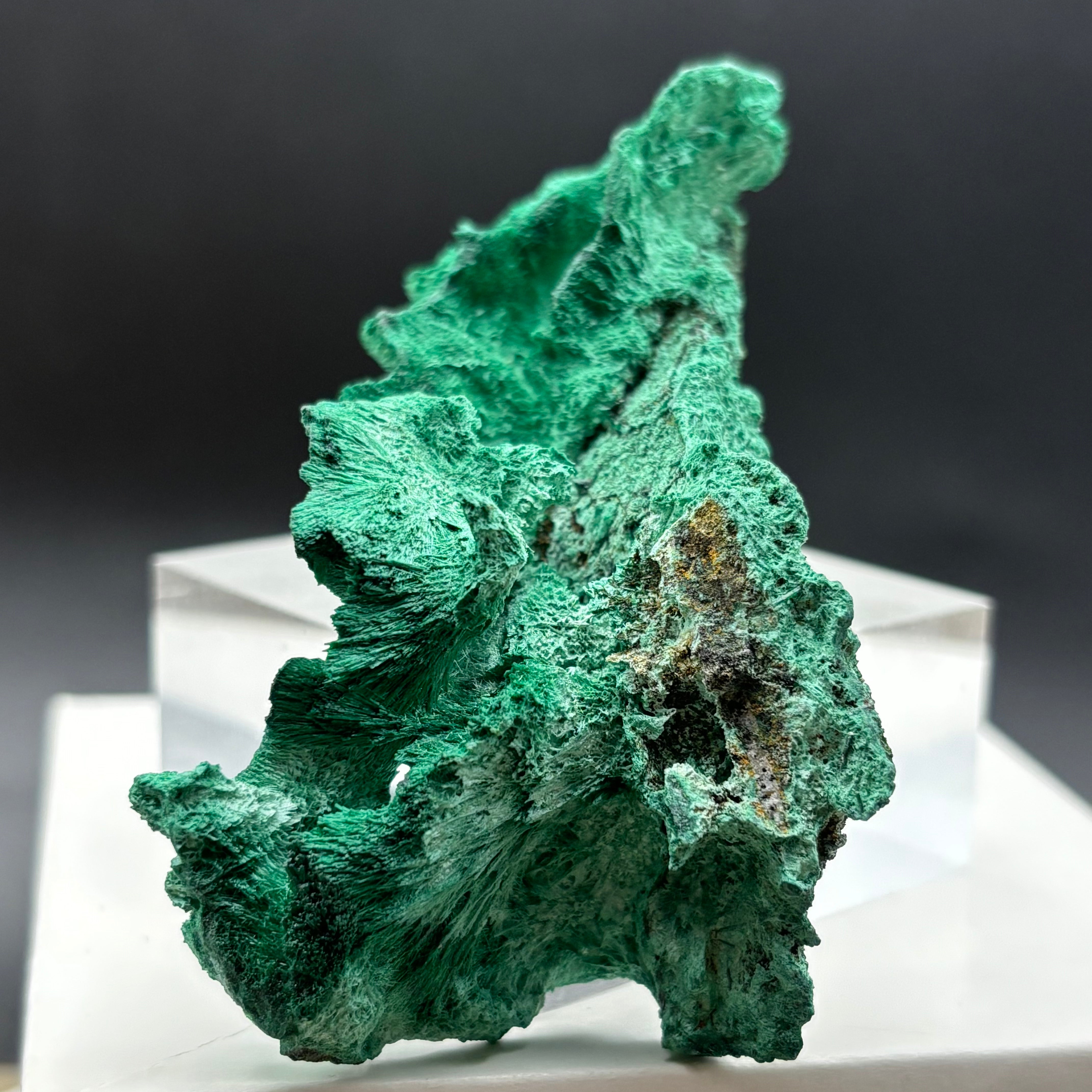 Emperor Malachite - 182