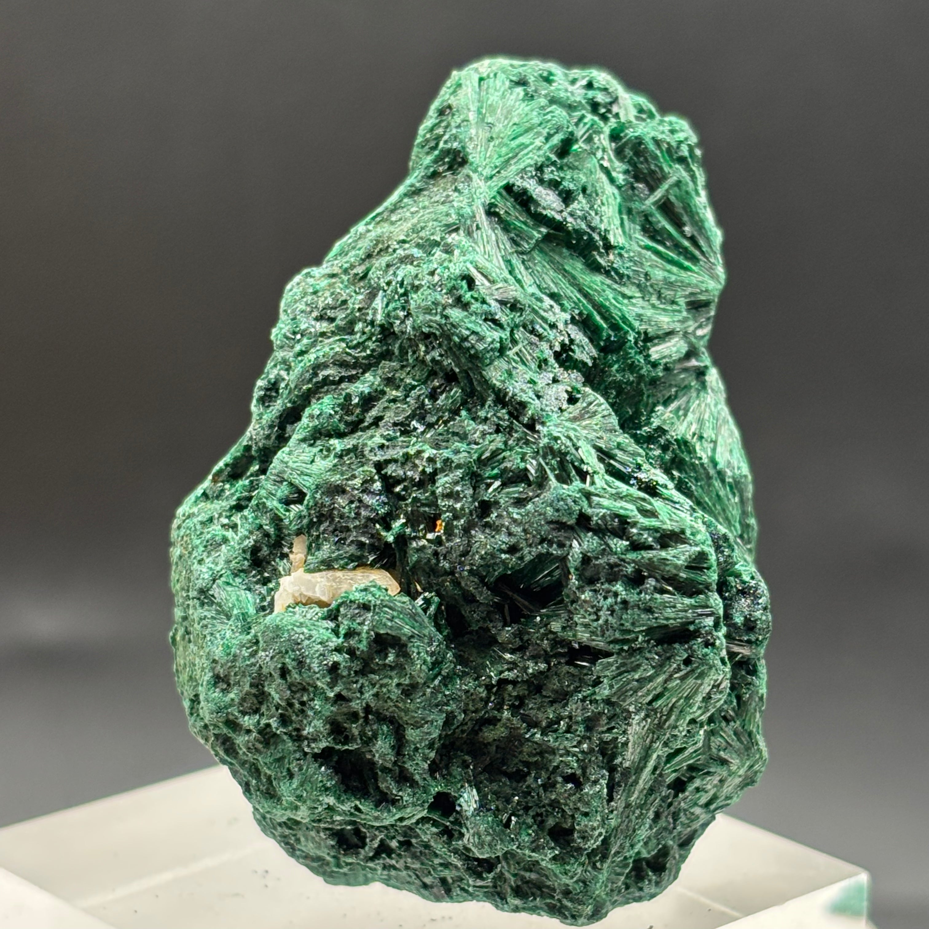 Emperor Malachite - 183
