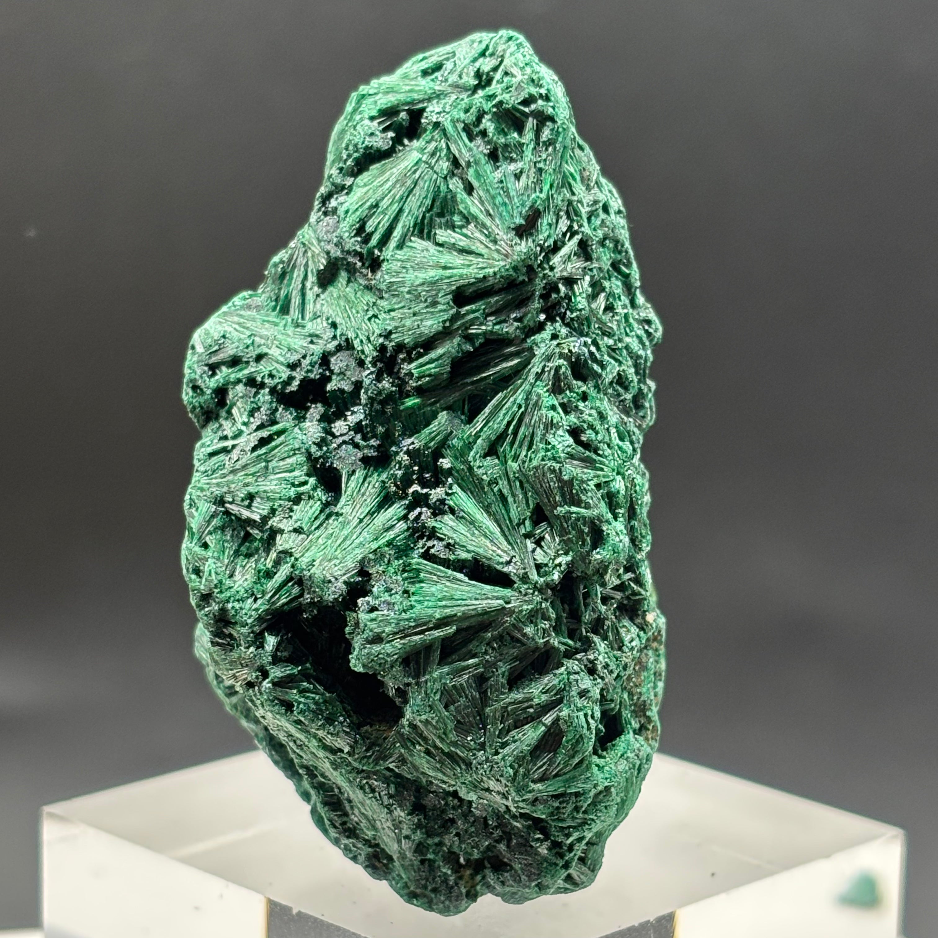 Emperor Malachite - 183