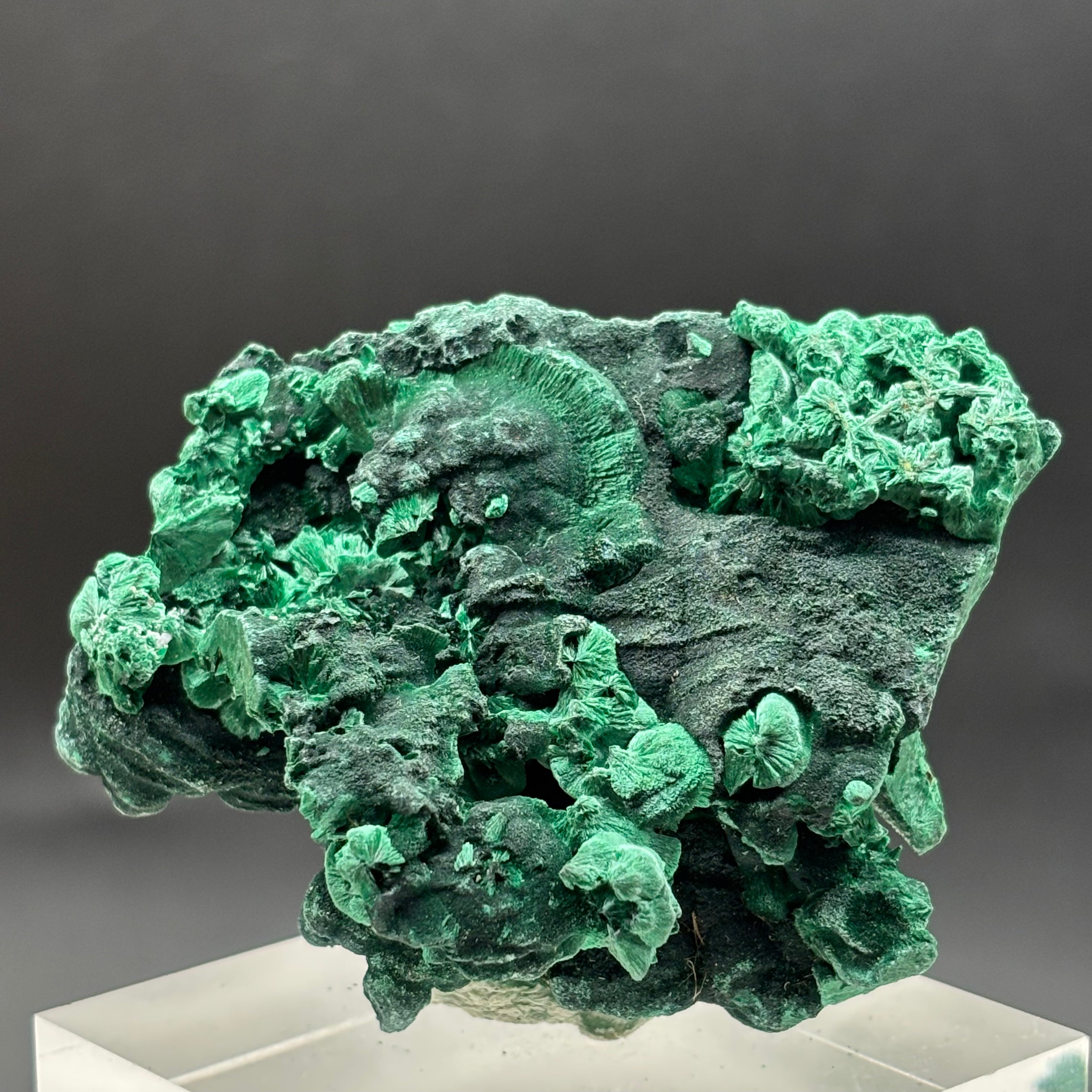 Emperor Malachite - 184