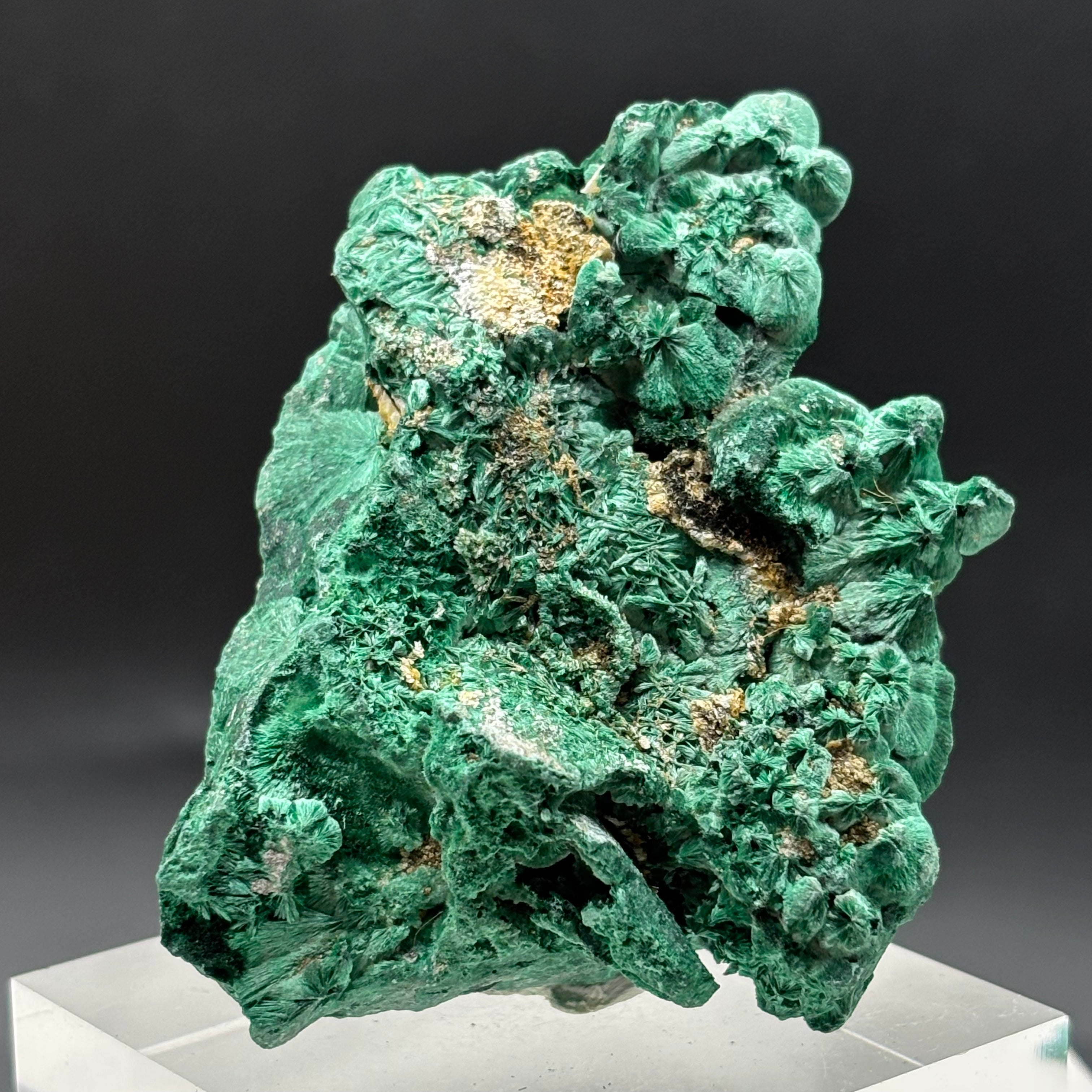 Emperor Malachite - 184