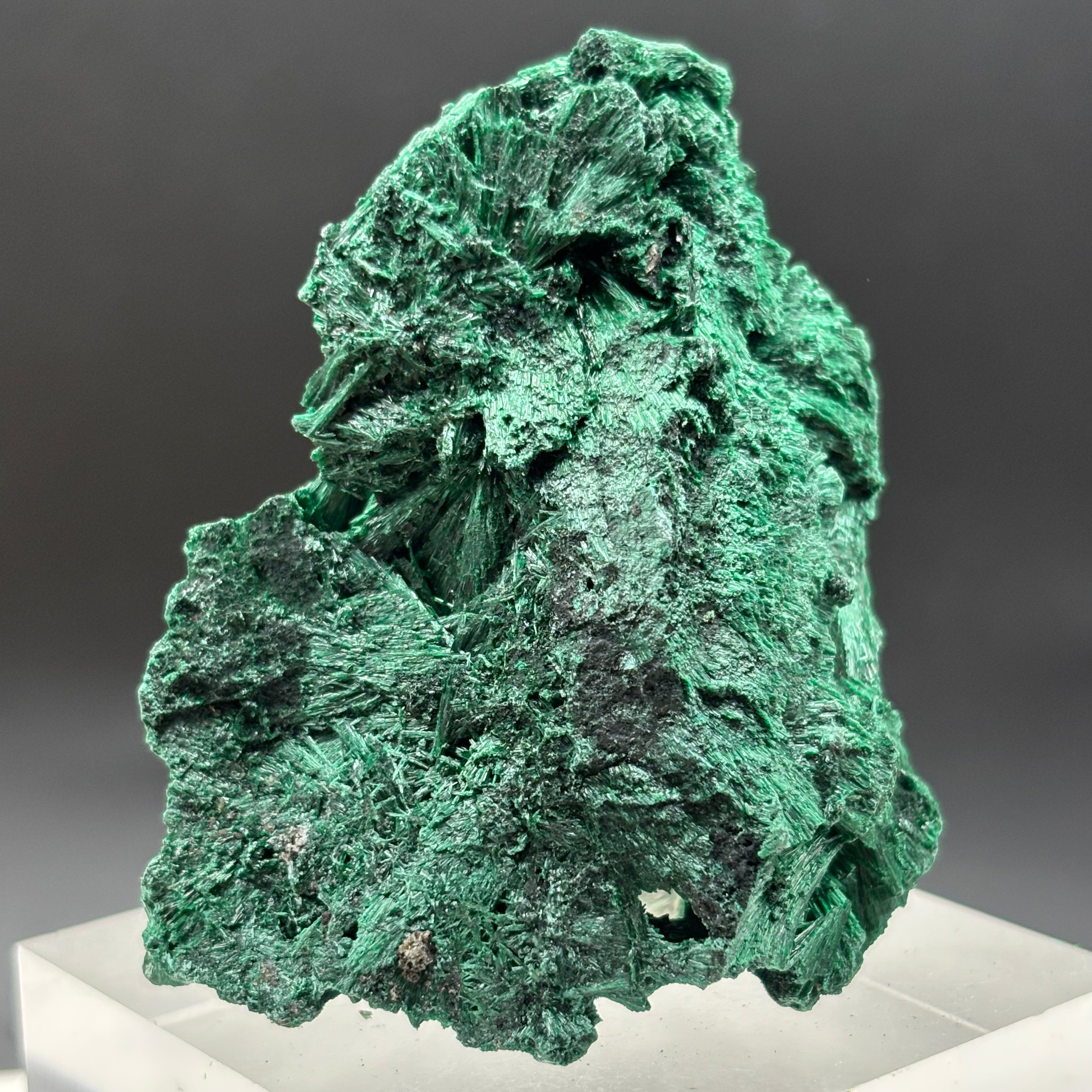 Emperor Malachite - 185