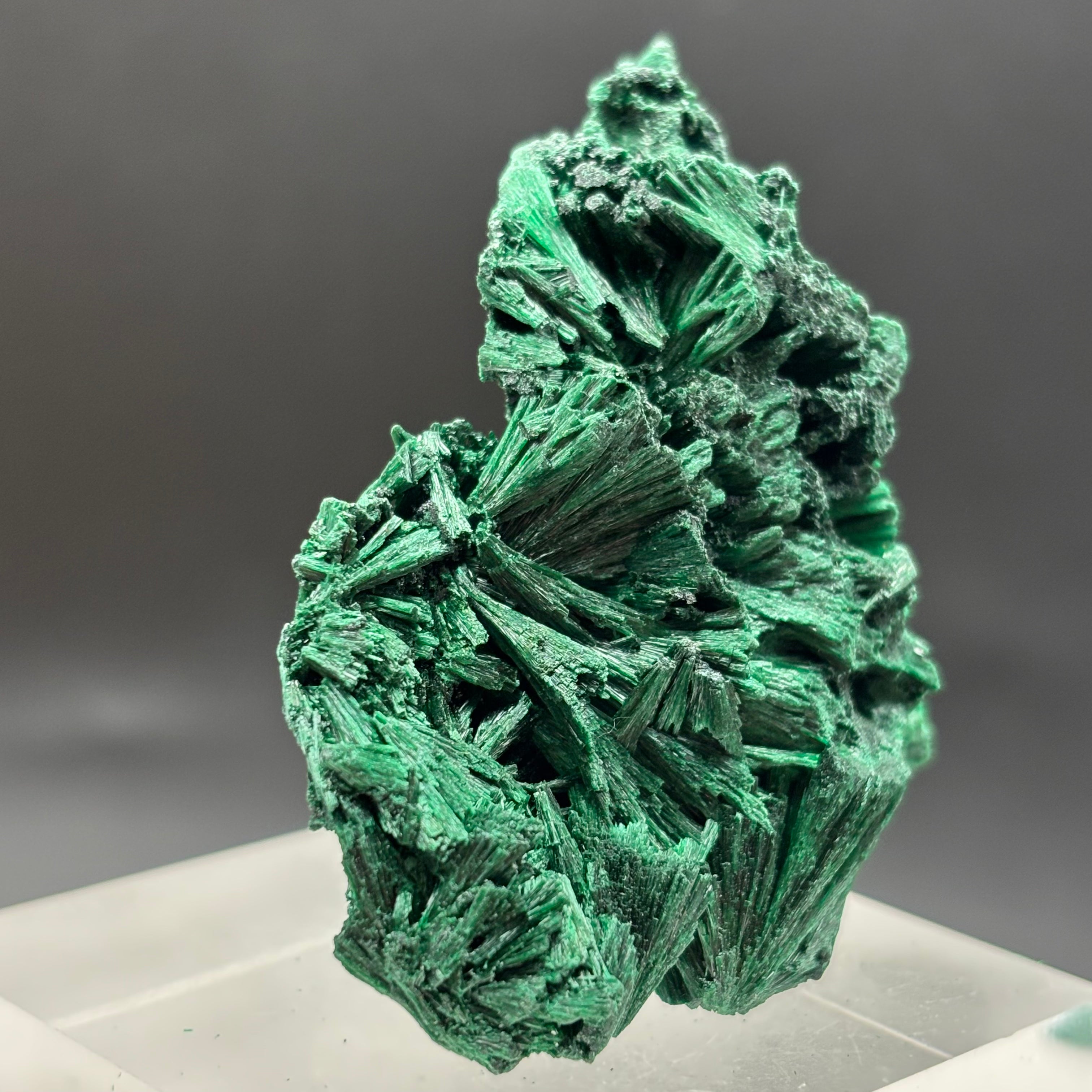 Emperor Malachite - 185