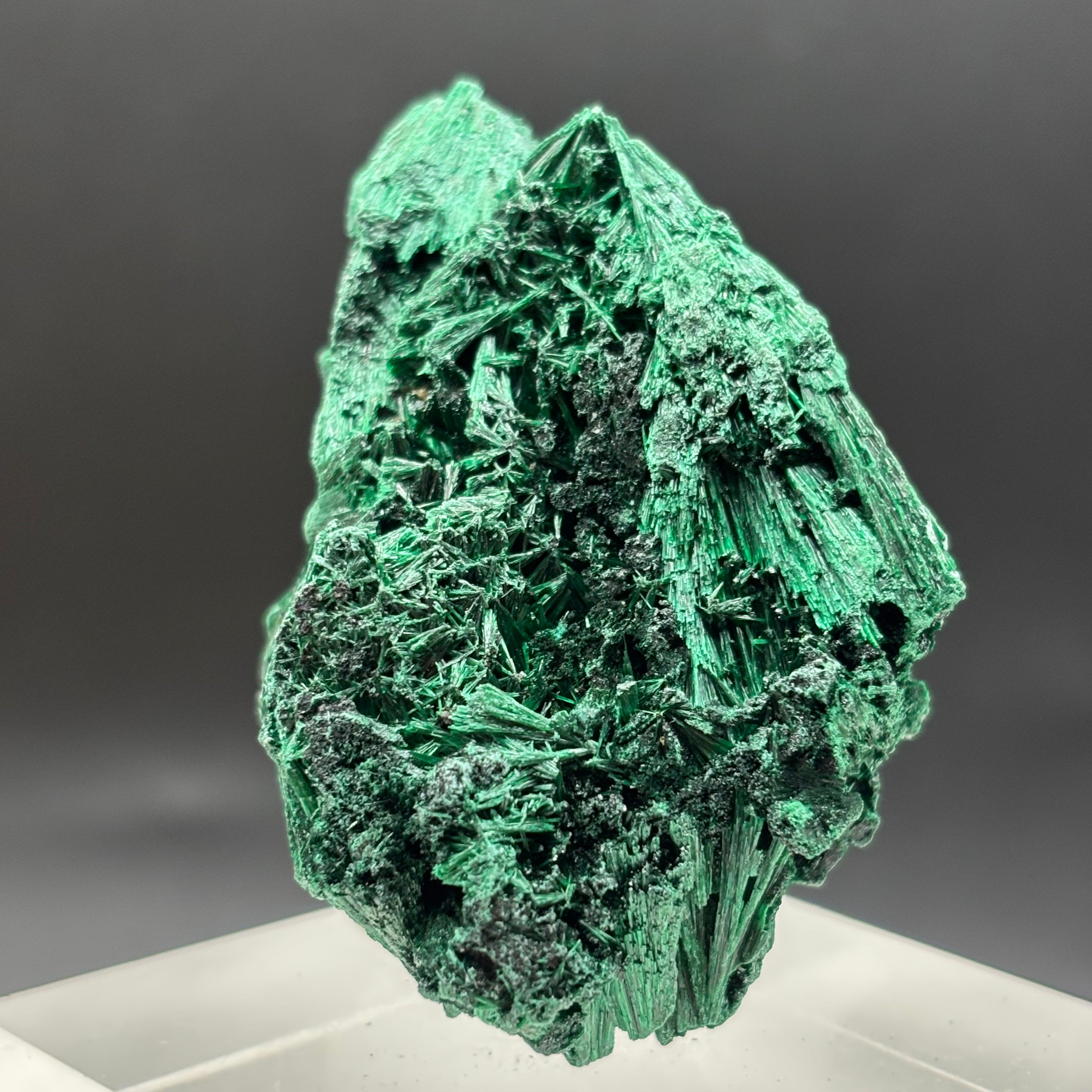 Emperor Malachite - 186