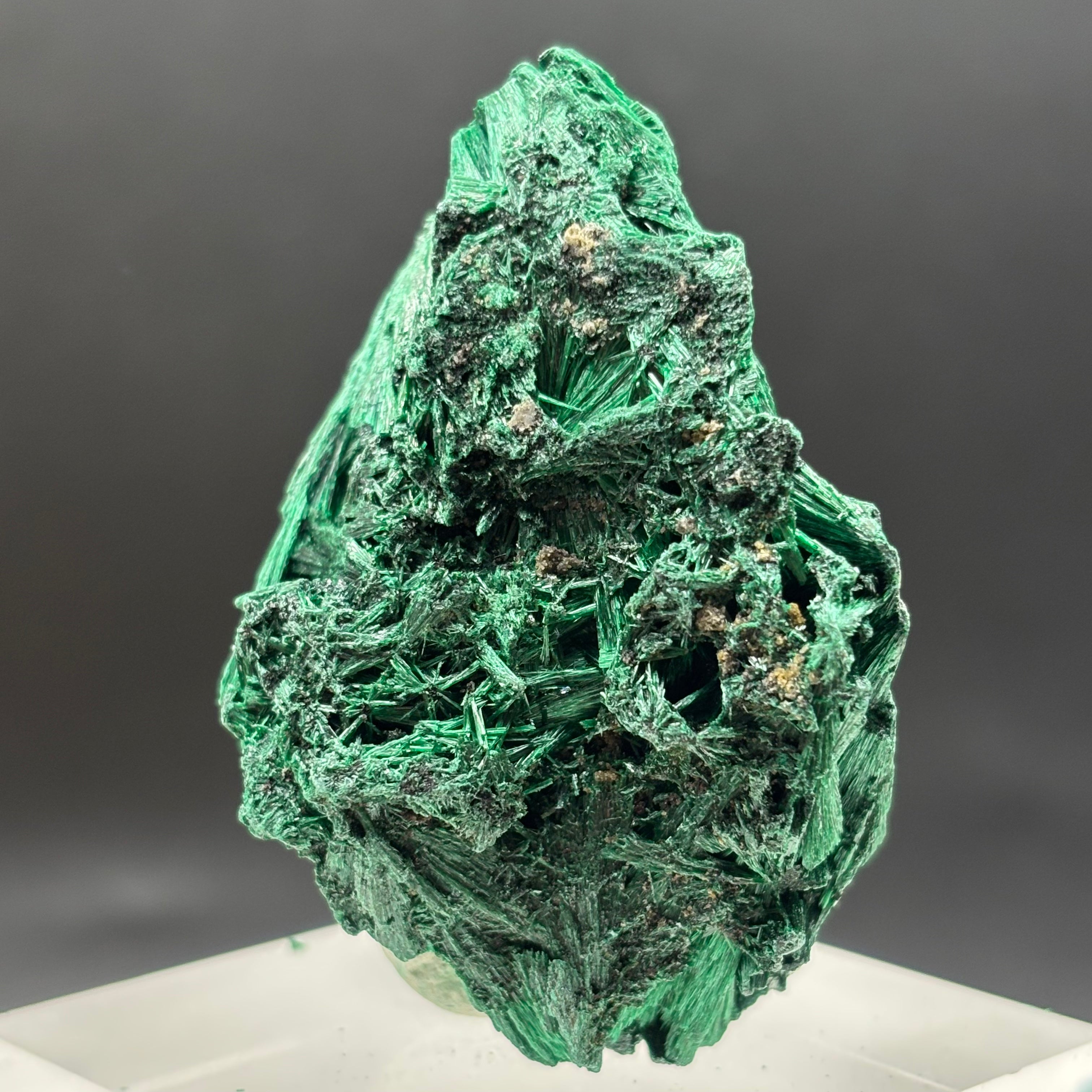 Emperor Malachite - 186